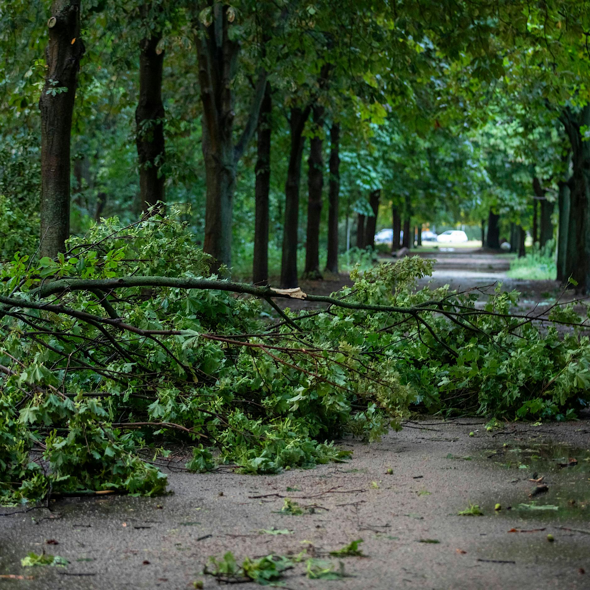 Darum pflanzt Berlin in diesem Herbst eine halbe Million Bäume