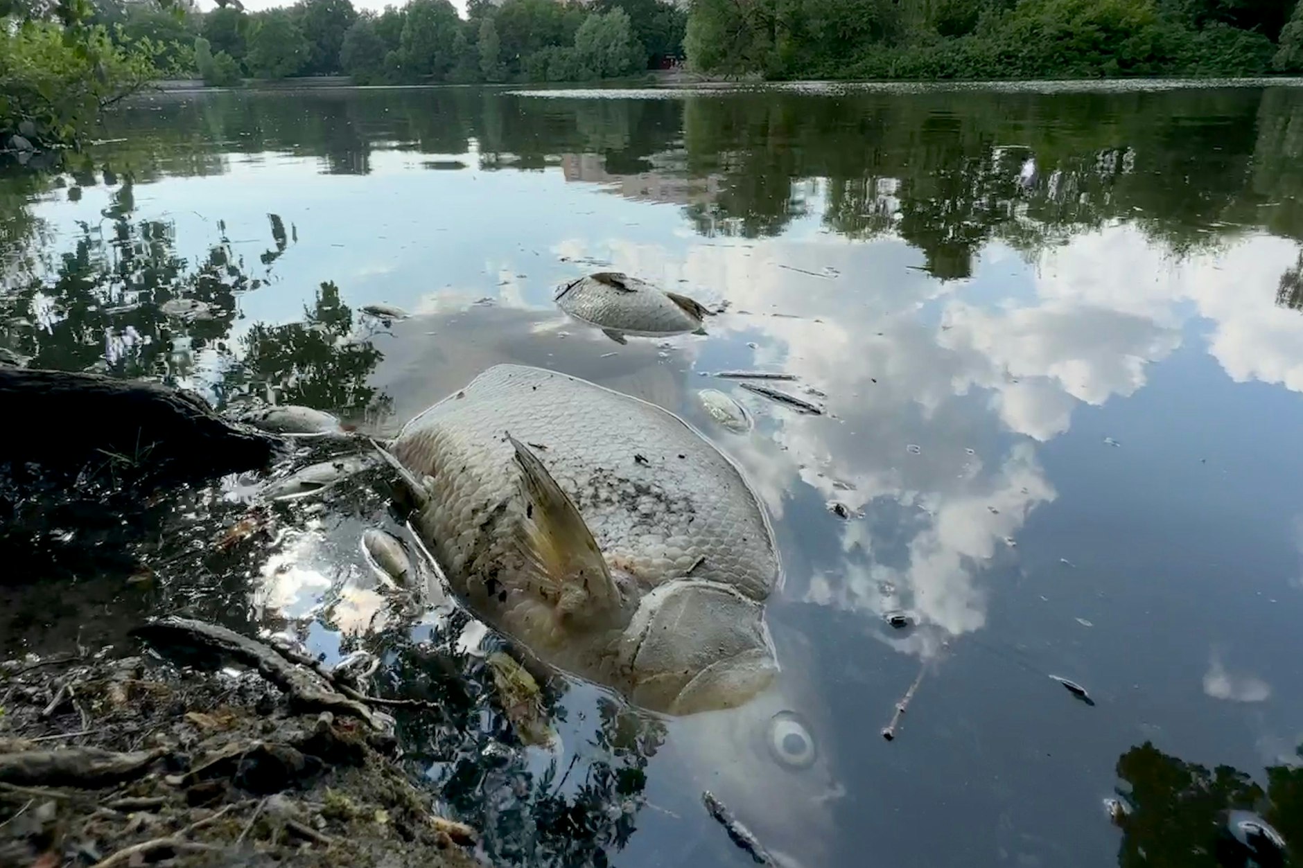 Rund 1000 Tonnen Fisch starben im Sommer 2022 in der Oder.