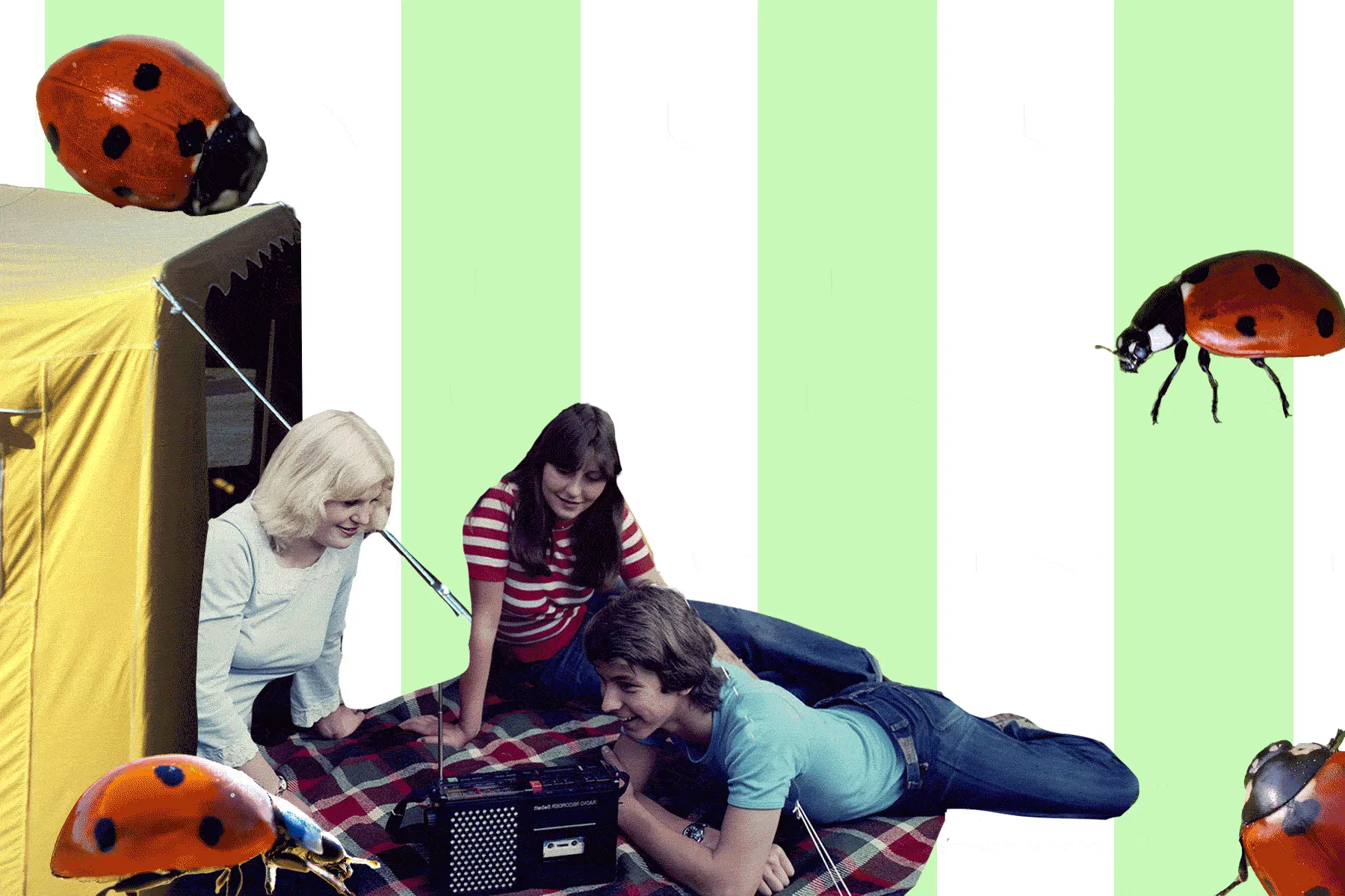 Possierlich und zart – so stellt man sich den idealtypischen Marienkäfer in der Natur vor. Aber wehe, er kommt in Massen.