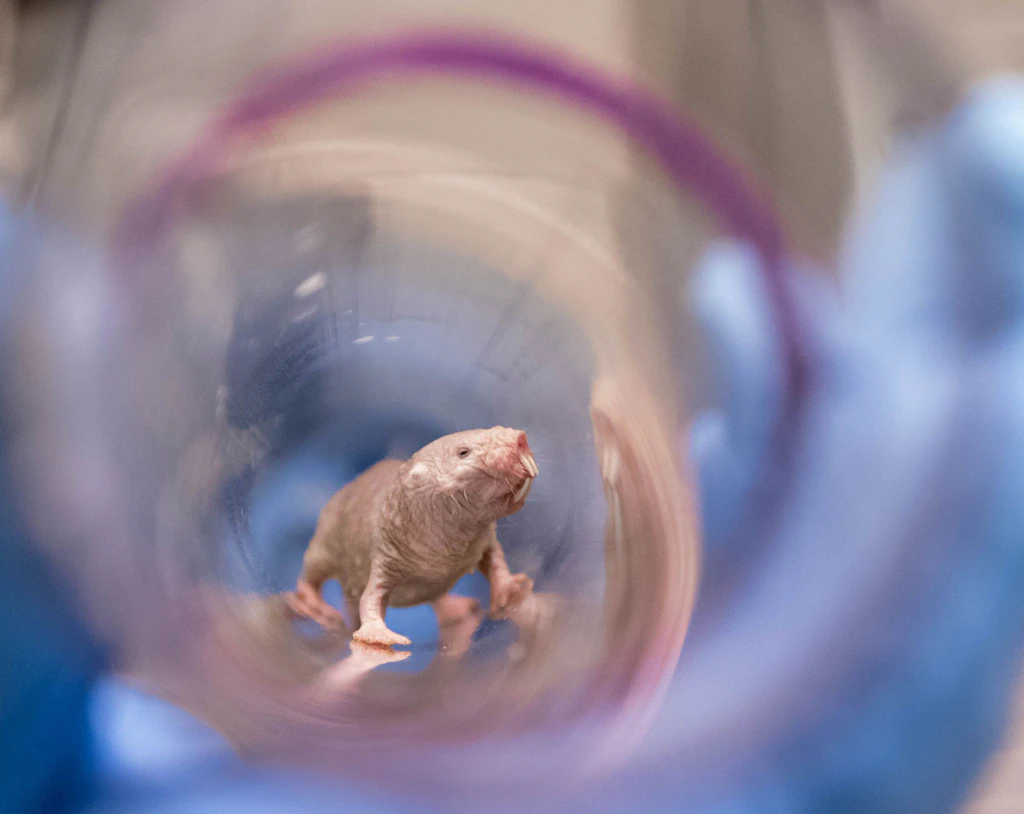 Der Mensch ist kein Nacktmull: Über irrige Hoffnungen auf neueste Technologien