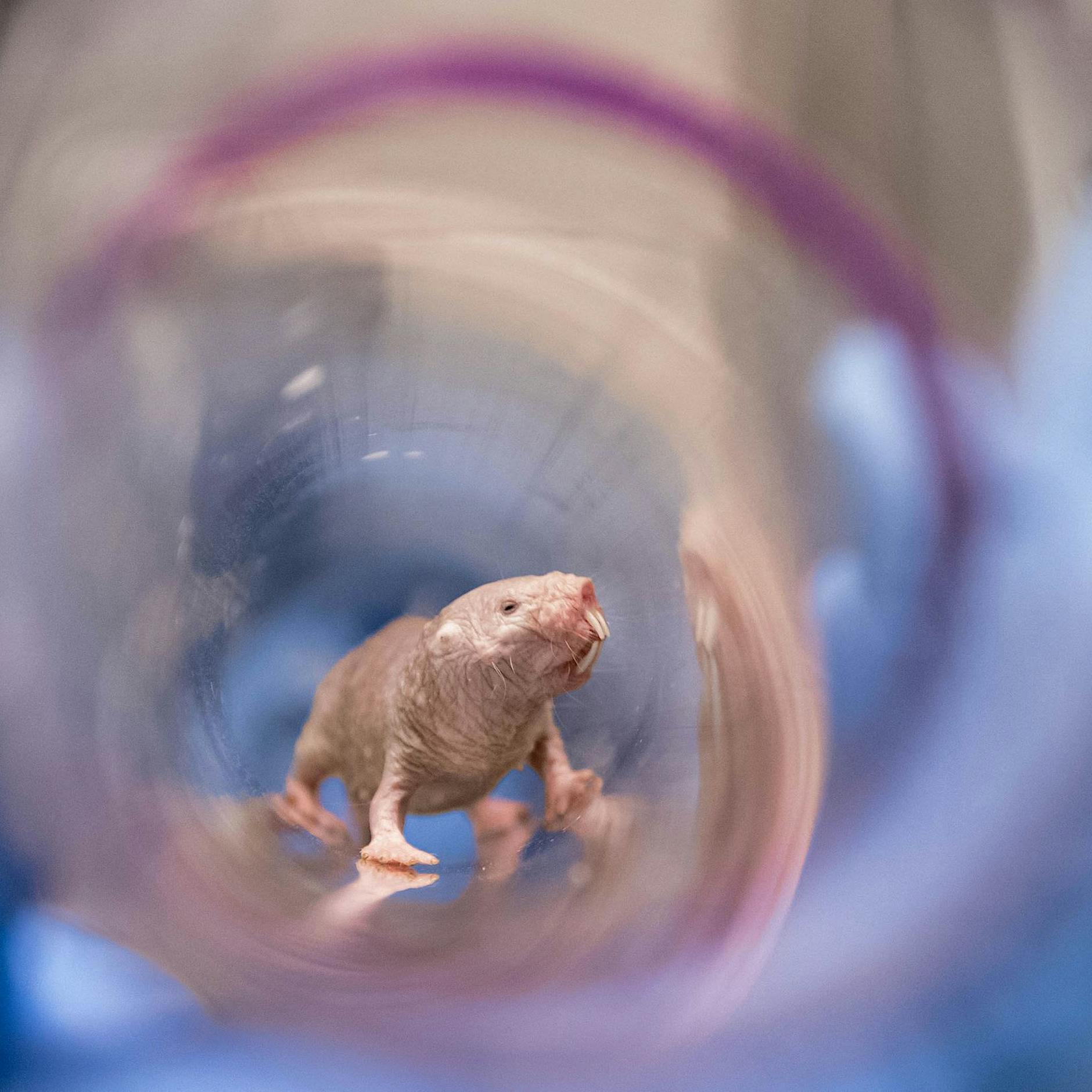 Der Mensch ist kein Nacktmull: Über irrige Hoffnungen auf neueste Technologien