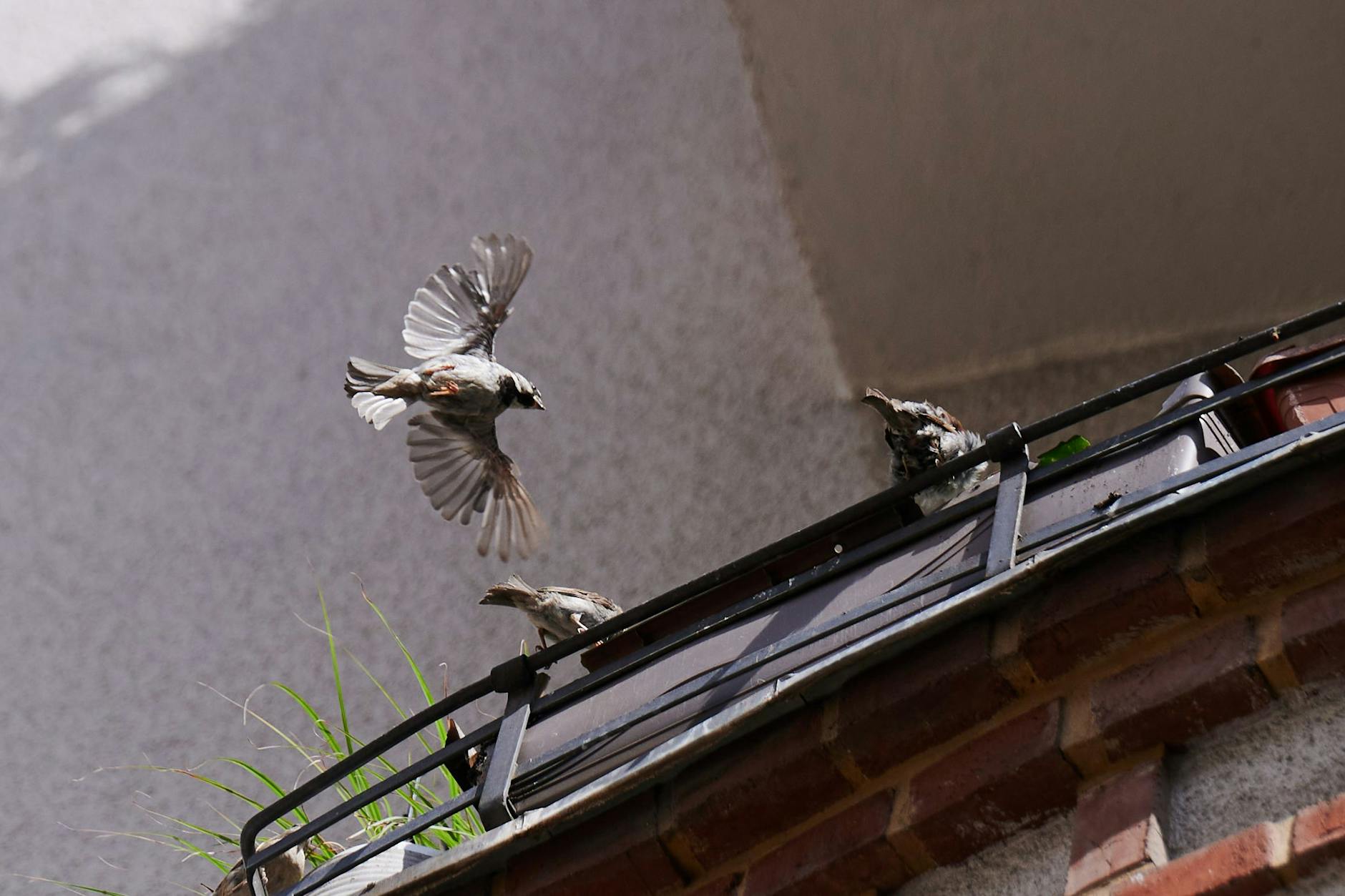 Ein Haussperling fliegt zu weiteren Sperlingen, die auf einem Balkon in Berlin-Mitte sitzen. Für Vögel in Berlin ist die Versiegelung von Flächen derzeit die größte Bedrohung. Weil immer mehr Flächen zugebaut würden, werde der Lebensraum von Vögeln in der Stadt immer kleiner, so ein Experte. 