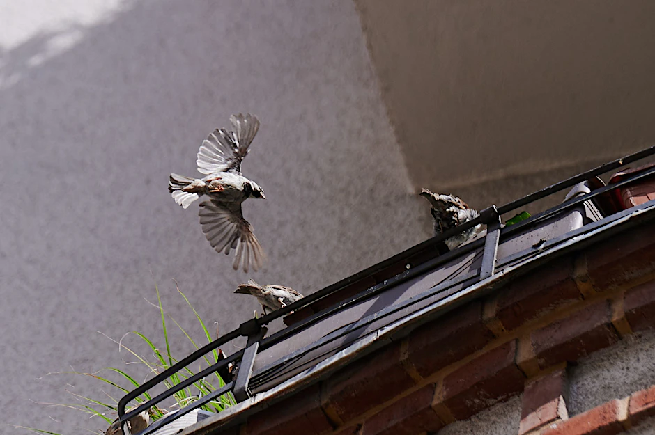 Ein Haussperling fliegt zu weiteren Sperlingen, die auf einem Balkon in Berlin-Mitte sitzen.  Für Vögel in Berlin ist die Versiegelung von Flächen derzeit die größte Bedrohung. Weil immer mehr Flächen zugebaut würden, werde der Lebensraum von Vögeln in der Stadt immer kleiner, so ein Experte.&nbsp;