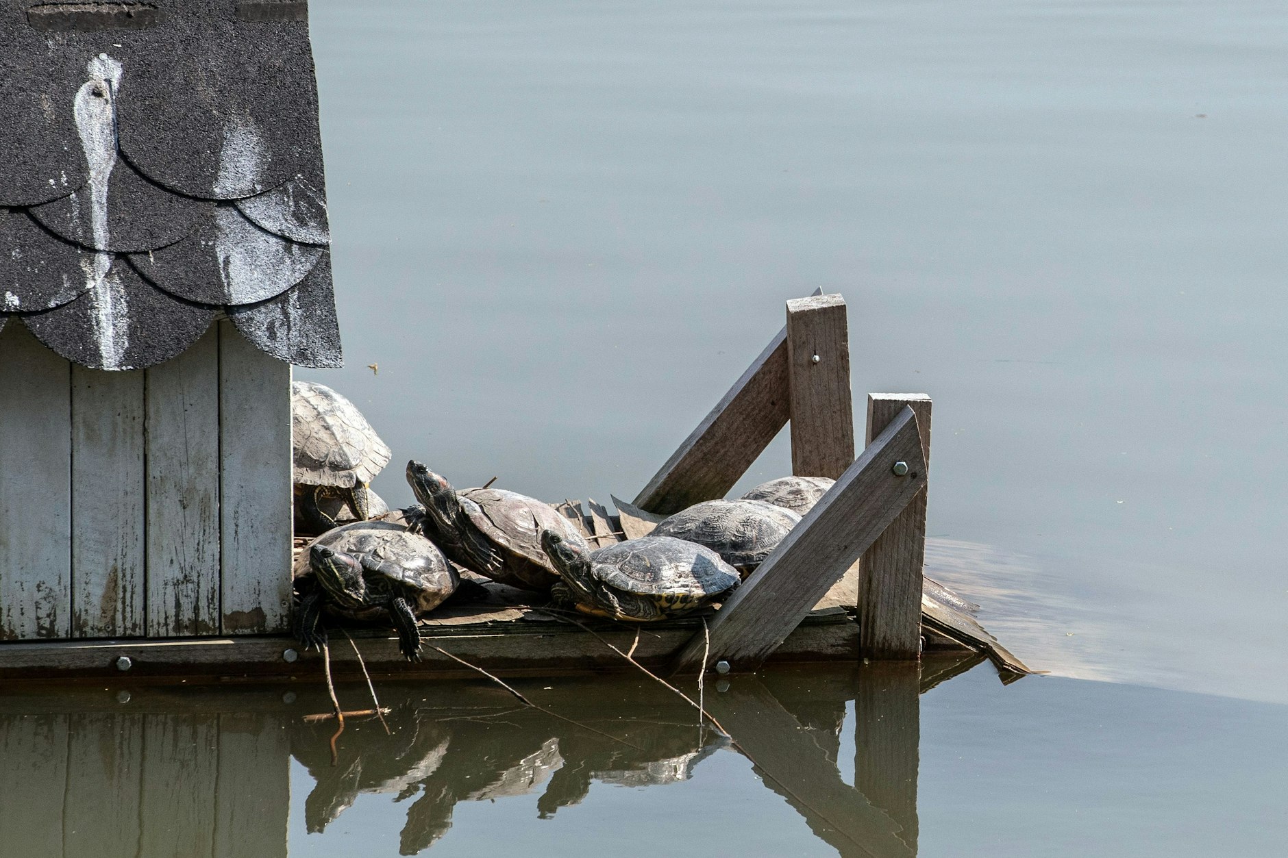 Nordamerikanische Buchstaben-Schmuckschildkröten sonnen sich auf der Terrasse des Schwanenhäuschens im Engelbecken.