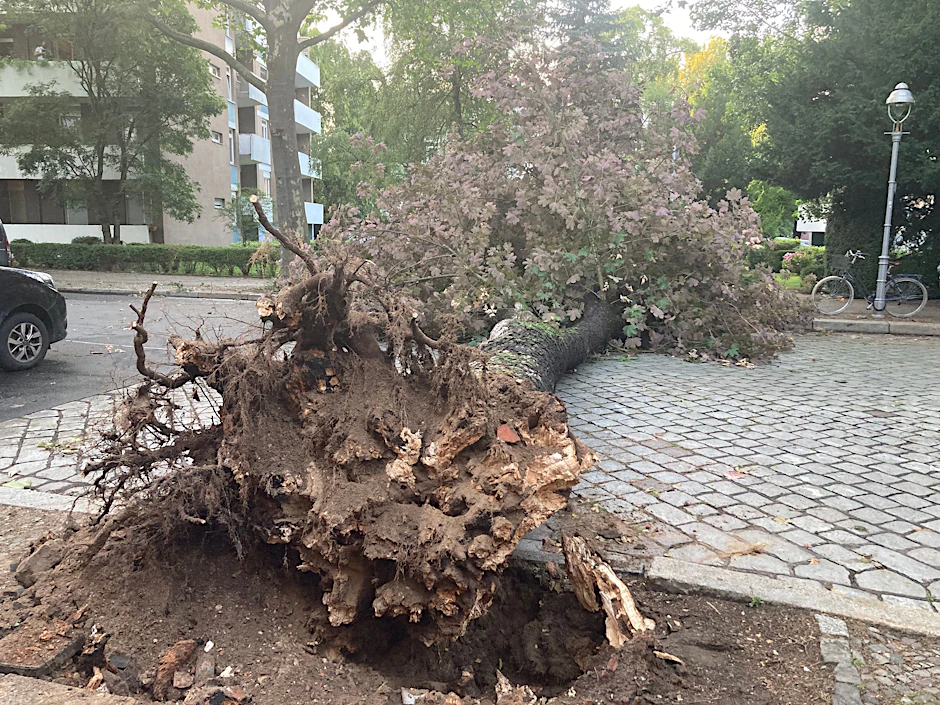 Der Baum fiel auf die Flensburger Straße.&nbsp;