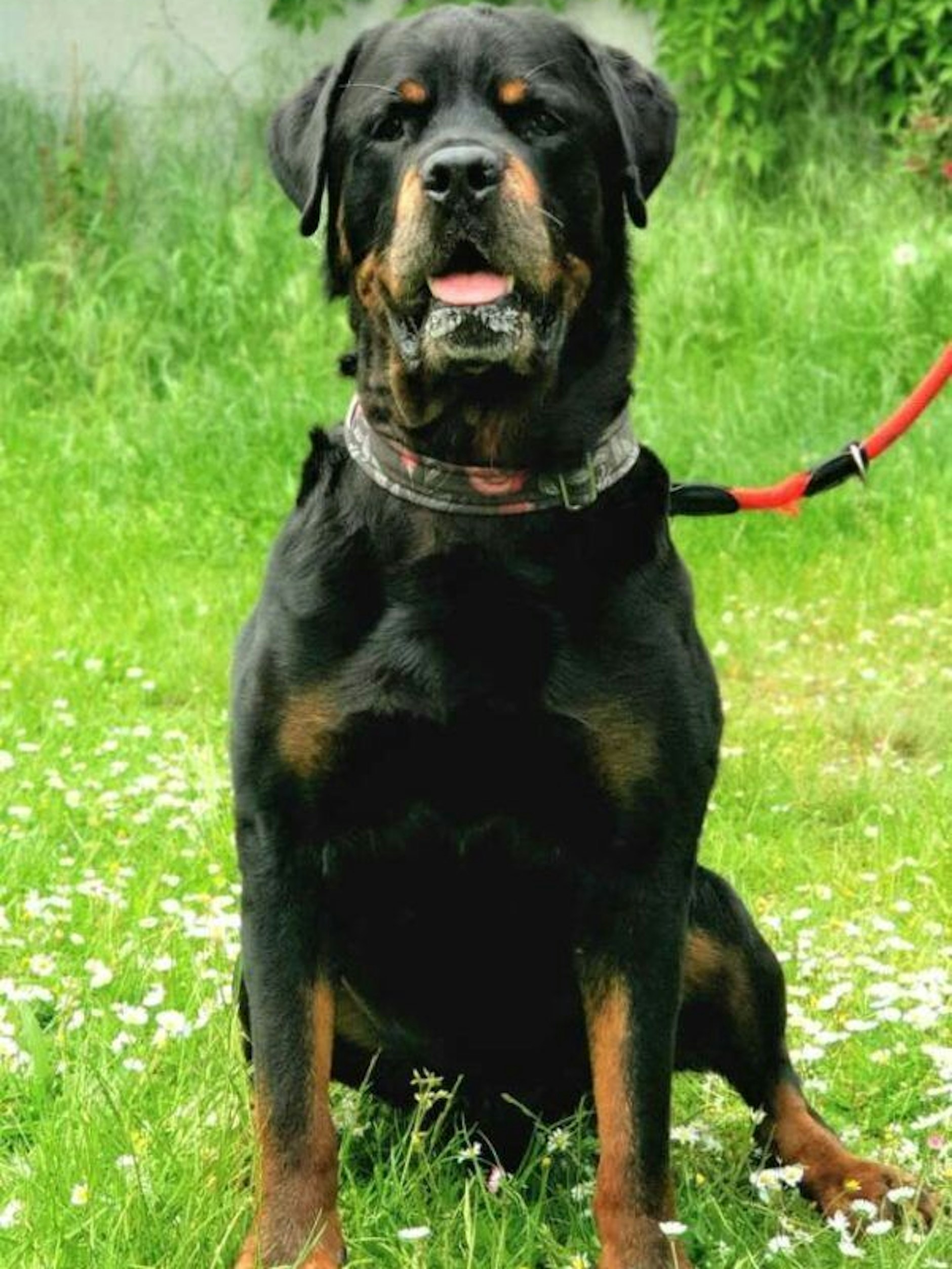 Bruno sucht auf jeden Fall nach Haltern, die bereits Erfahrung mit Hunden haben. Ein Haus mit Garten am Stadtrand wäre ideal.