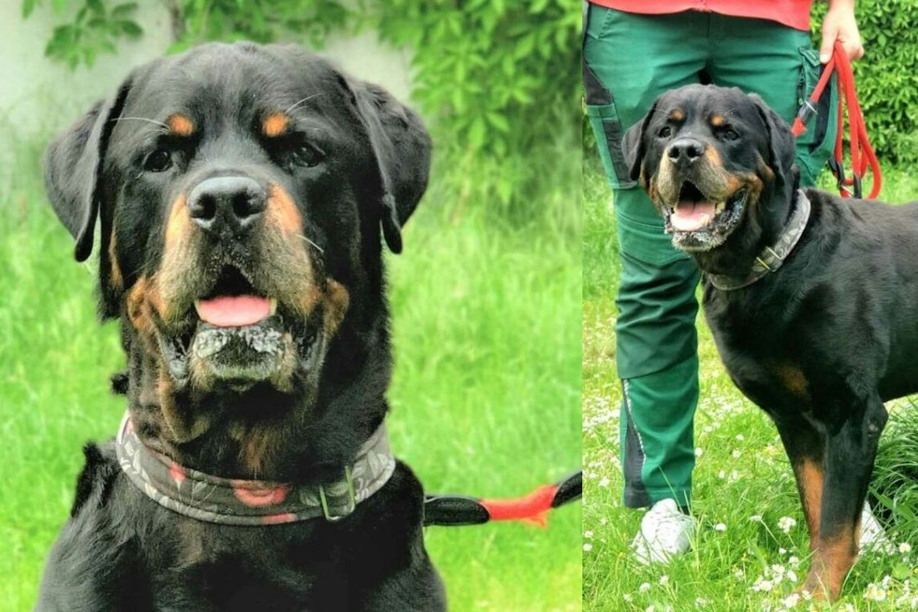Für Bruno aus dem Tierheim Berlin wird aktuell ein neues Zuhause gesucht. Muss der Rottweiler im Tierheim sterben?