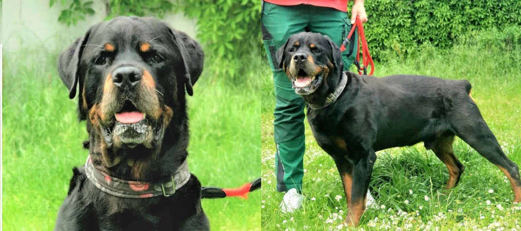 Trauriges Tier-Schicksal: Letztes Zuhause für Bruno gesucht! Muss er im Tierheim sterben?