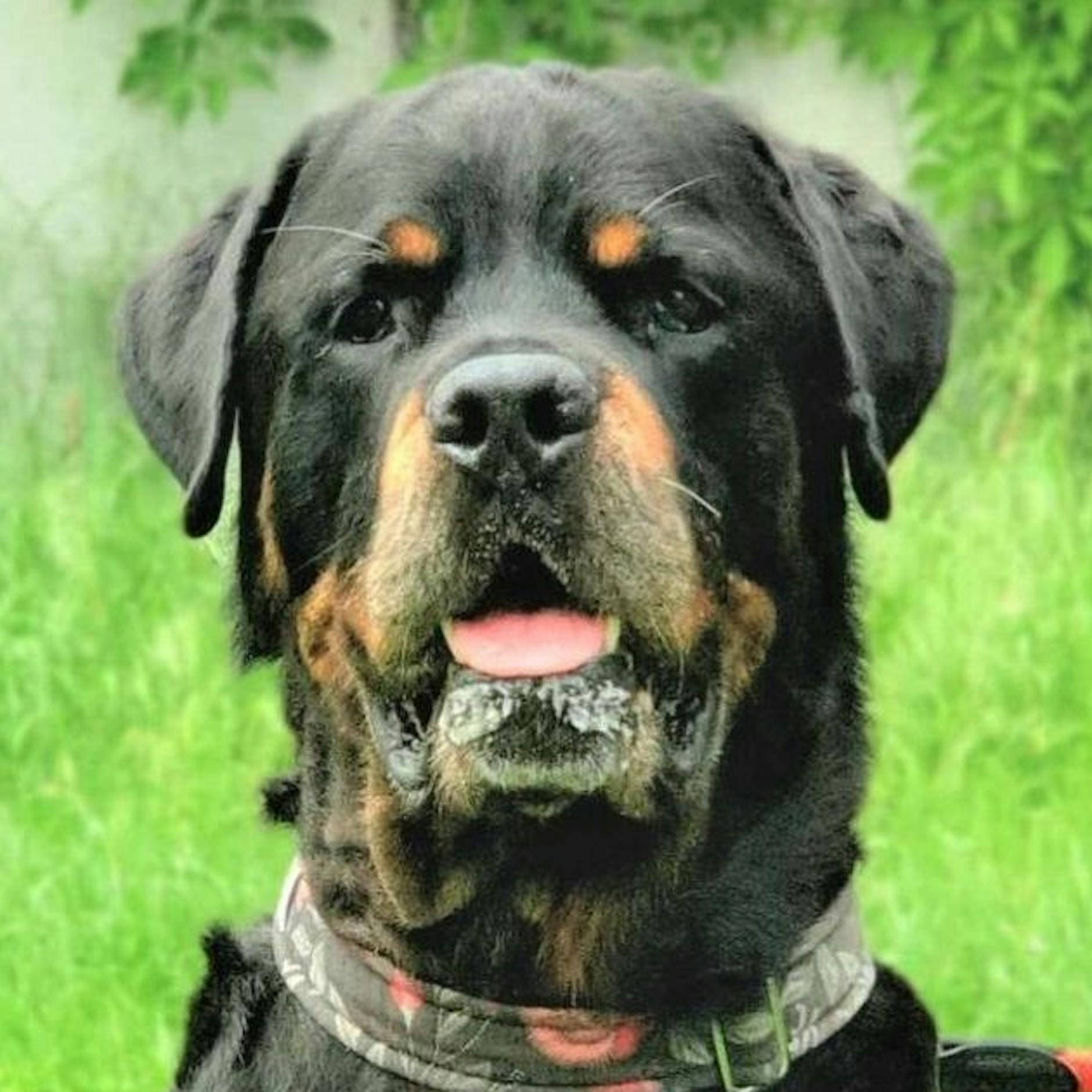 Wie traurig! Letztes Zuhause gesucht: Muss Bruno im Tierheim sterben?