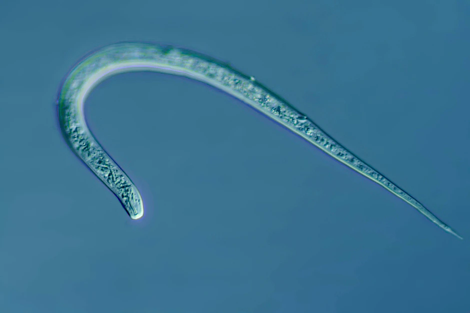 Fadenwurm in starker Vergrößerung