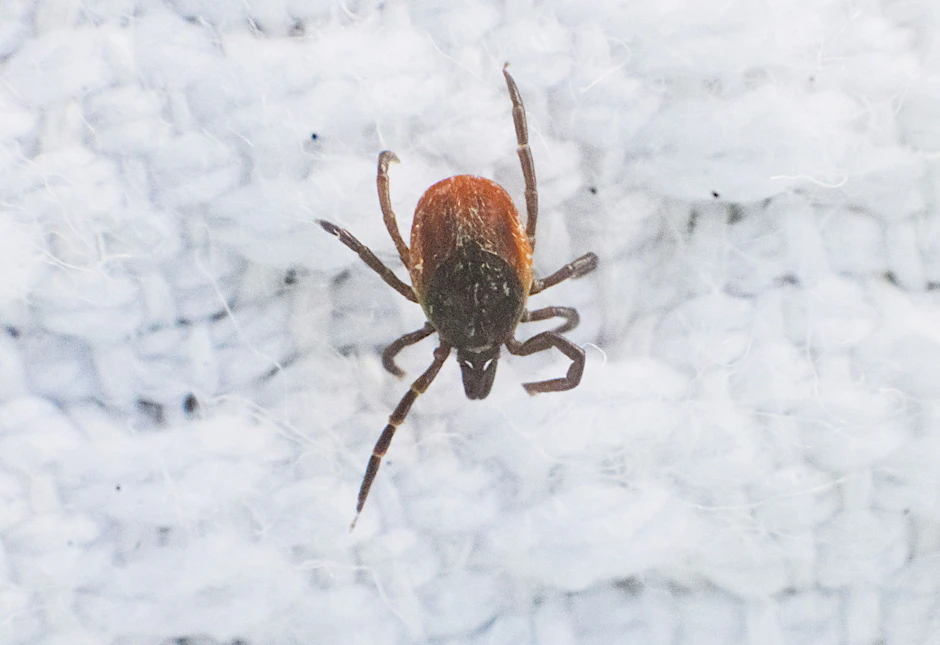 Das vor sechs Jahren in China entdeckte Alongshan-Virus (ALSV) ist auch in europäischen Zecken verbreitet. Mittlerweile wurde das Virus in Zecken in Finnland, Frankreich, Russland und der Schweiz gefunden. Forscher fanden jetzt Hinweise auf die Übertragung von ALSV über Zecken auf Wildtiere in Niedersachsen.&nbsp;
