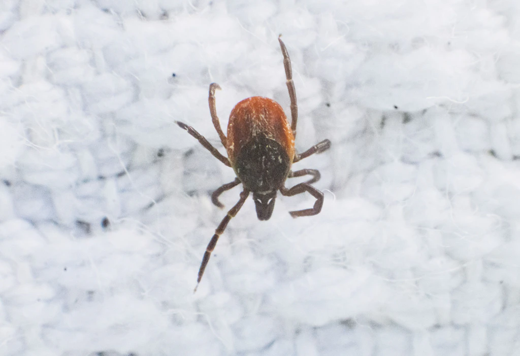 Neues Zecken-Virus in Deutschland nachgewiesen