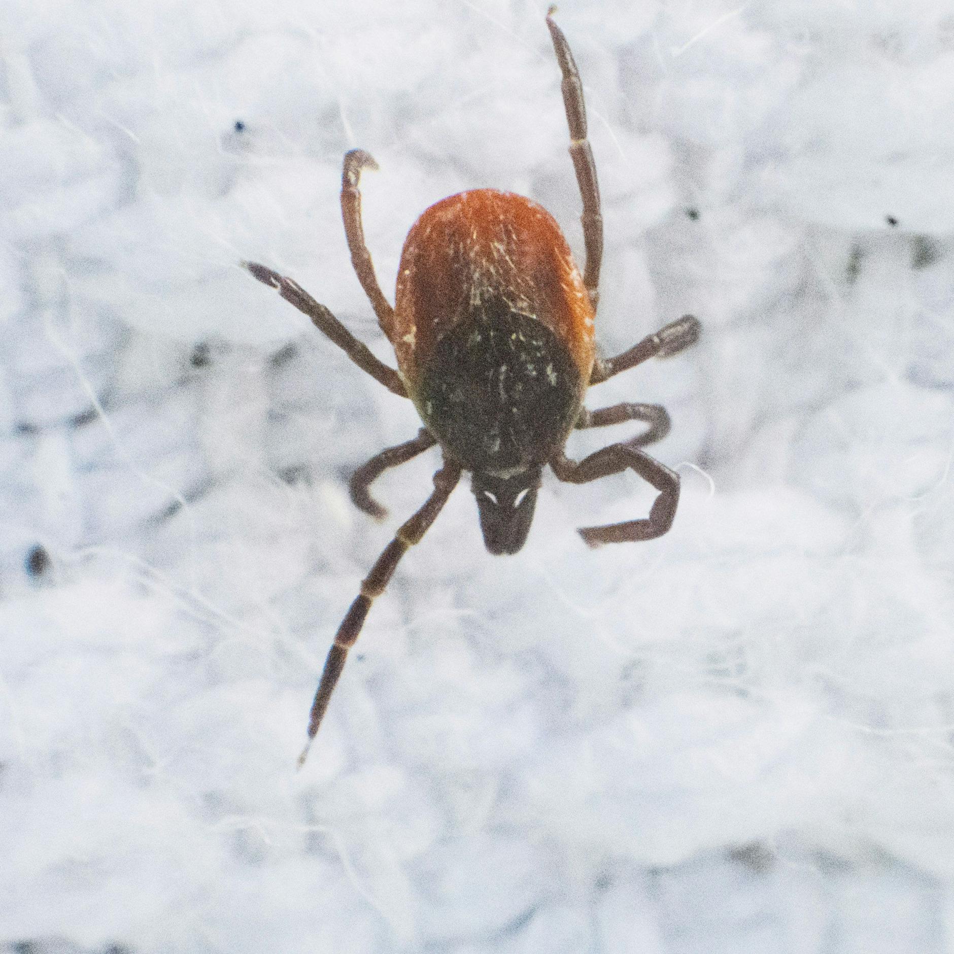 Neues Zecken-Virus in Deutschland nachgewiesen