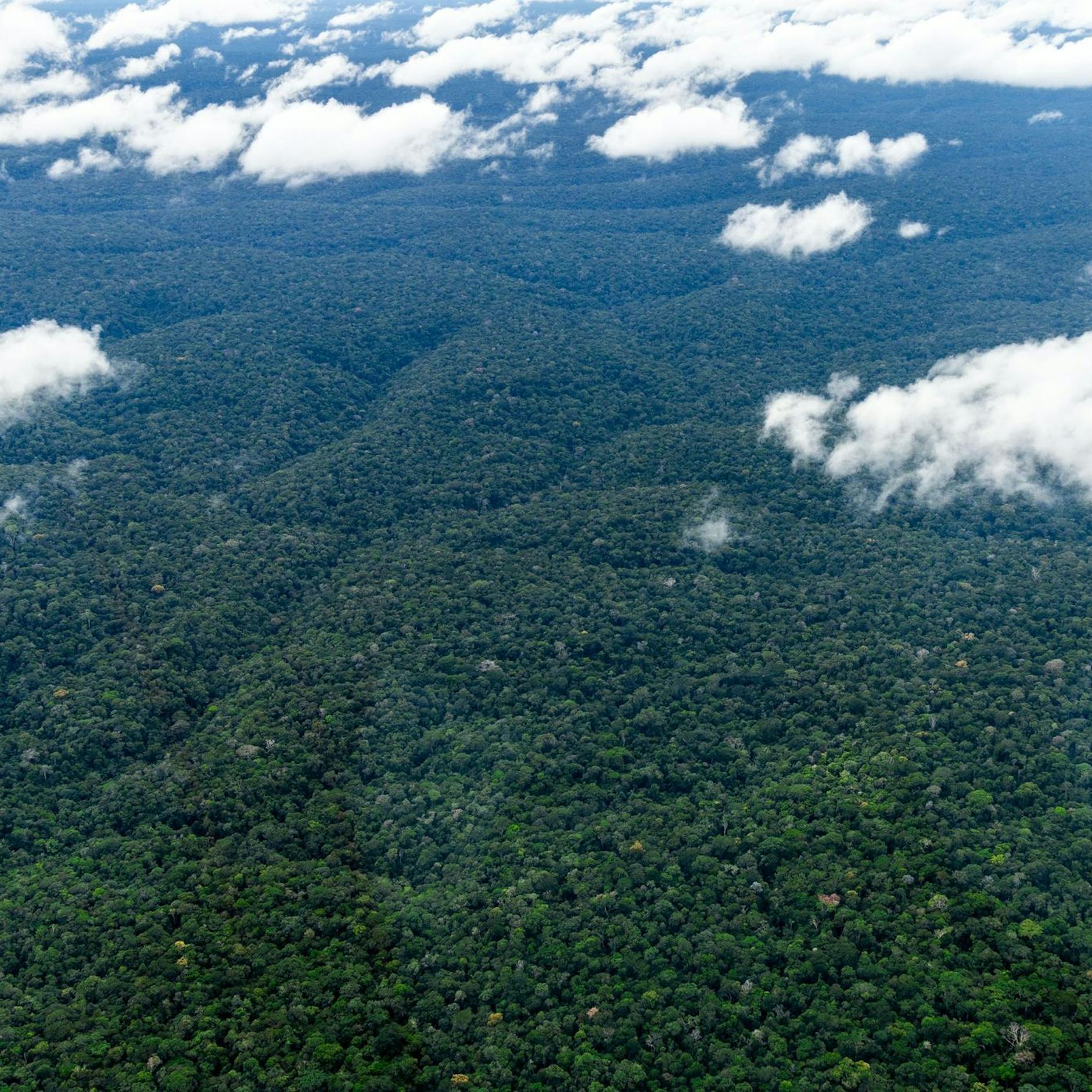 Image - Regenwald: Nasa will Zusammenarbeit mit Brasilien erweitern