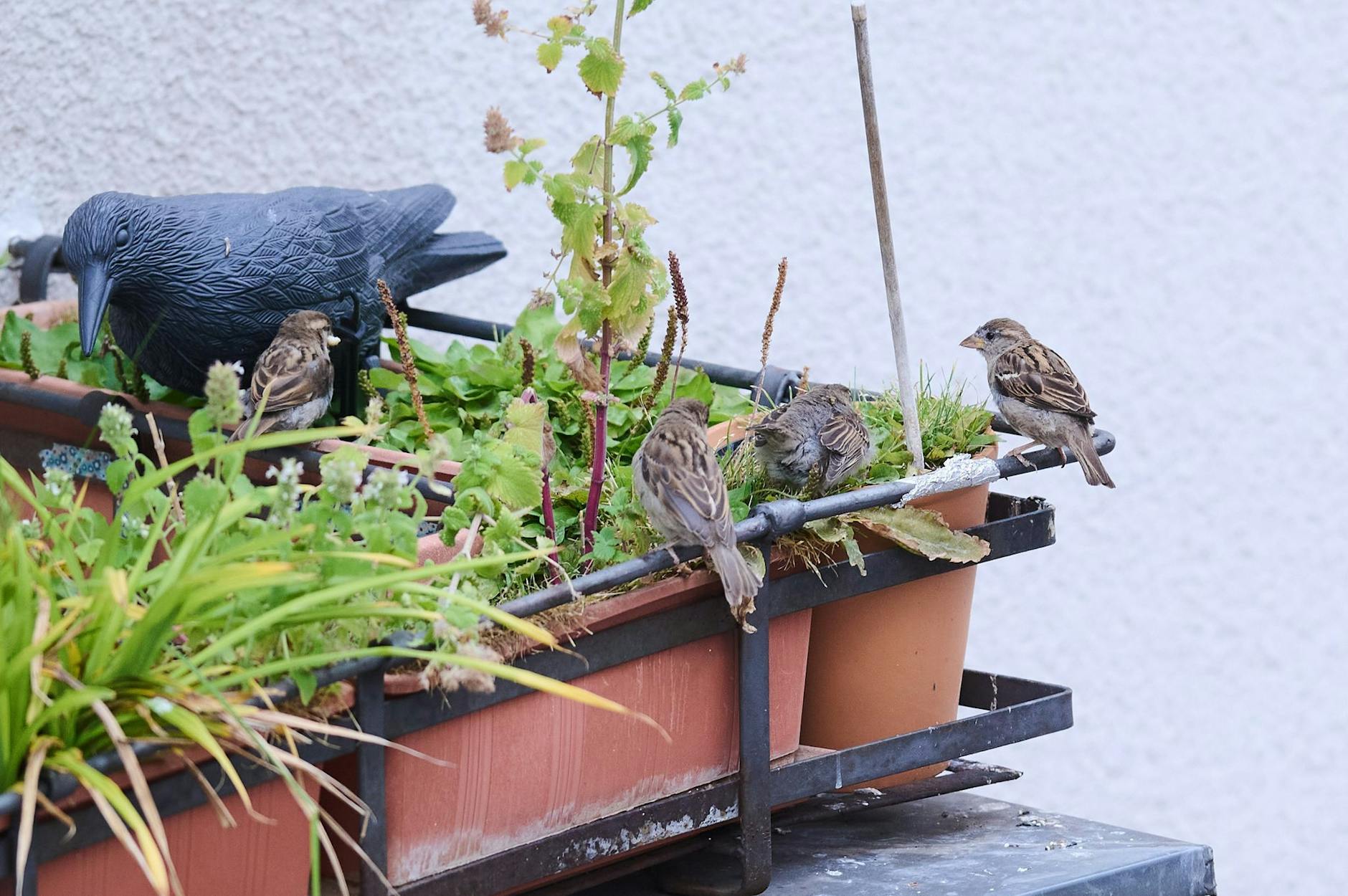 PRODUKTION - Eine Familie Haussperlinge sitzt auf einem Balkon in Berlin Mitte.