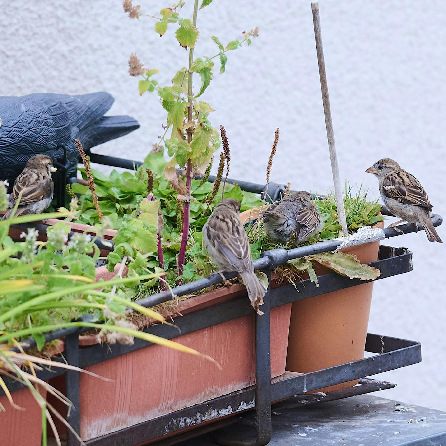 Ornithologe: Flächenversiegelung größte Bedrohung für Vögel