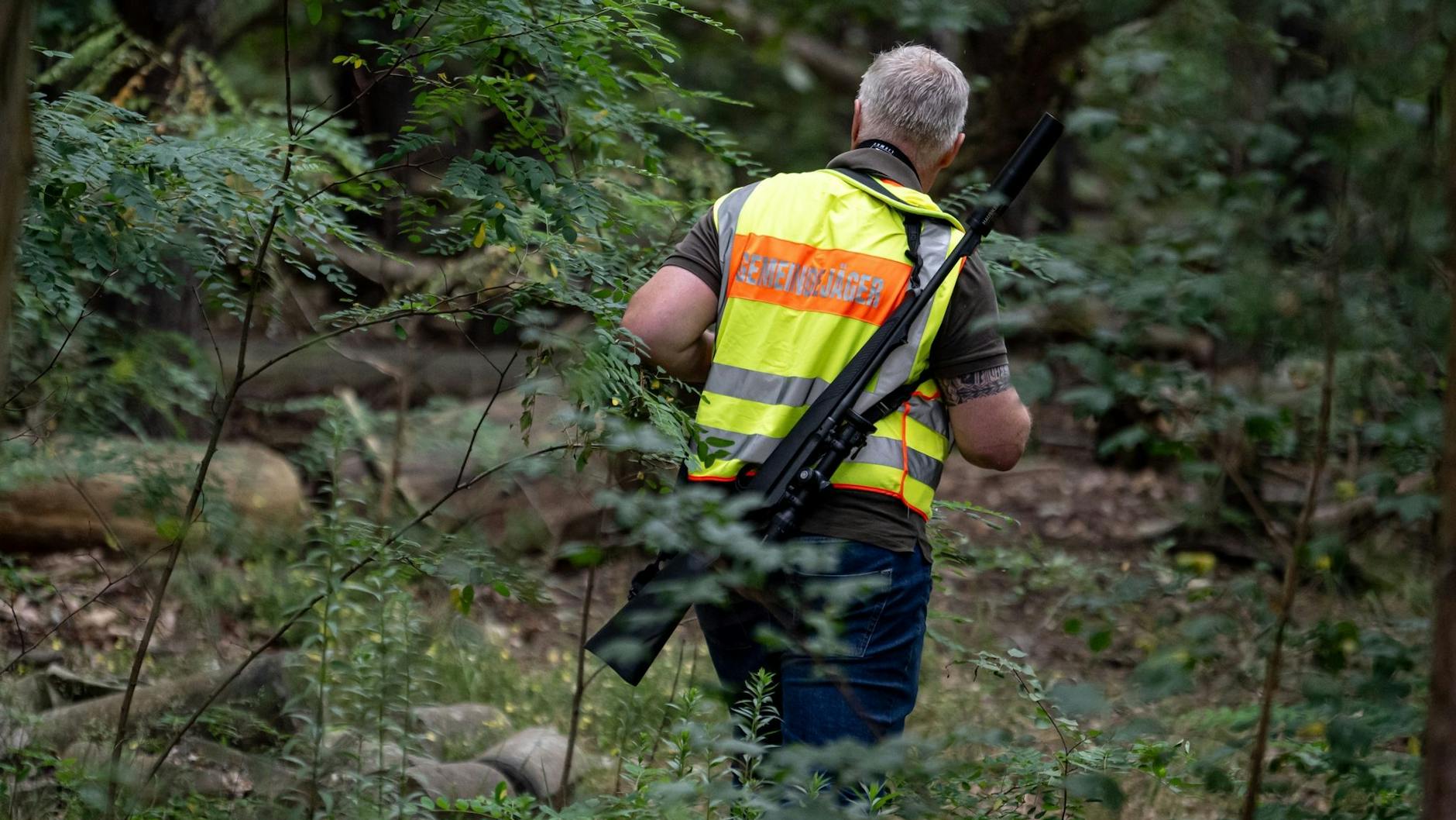 Auf der Suche nach der Löwin: Ein Gemeindejäger durchsucht im Bereich der südlichen Landesgrenze von Berlin den Wald.