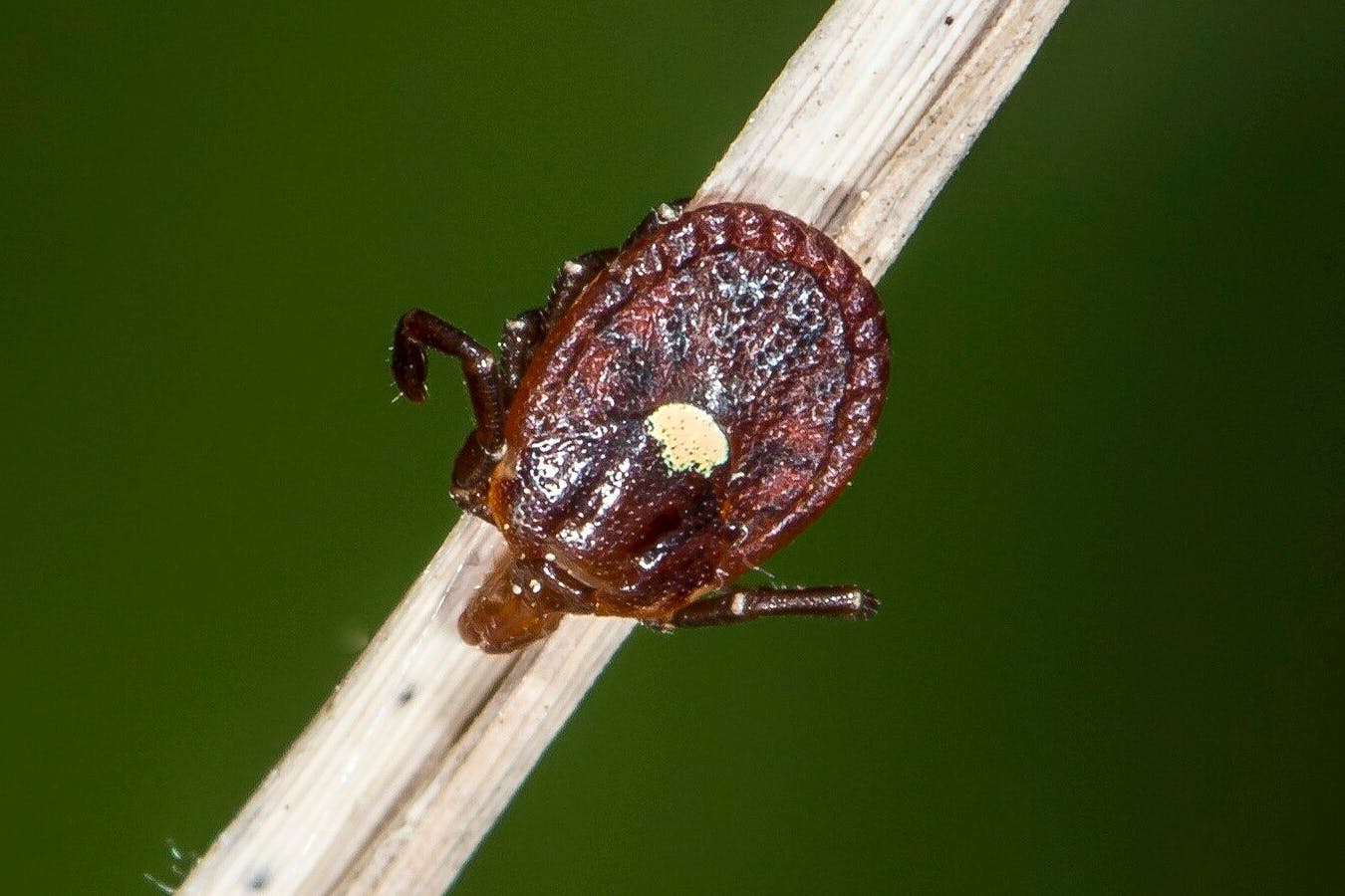 Lone-Star-Zecke (Amblyomma americanum)