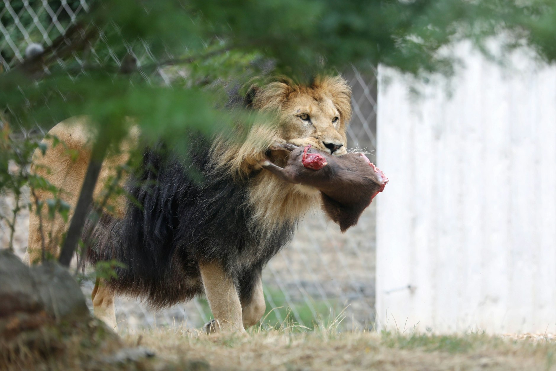 Ein Löwe im Thüringer Zoopark. In Brandenburg leben auch Löwen in privater Haltung.&nbsp;