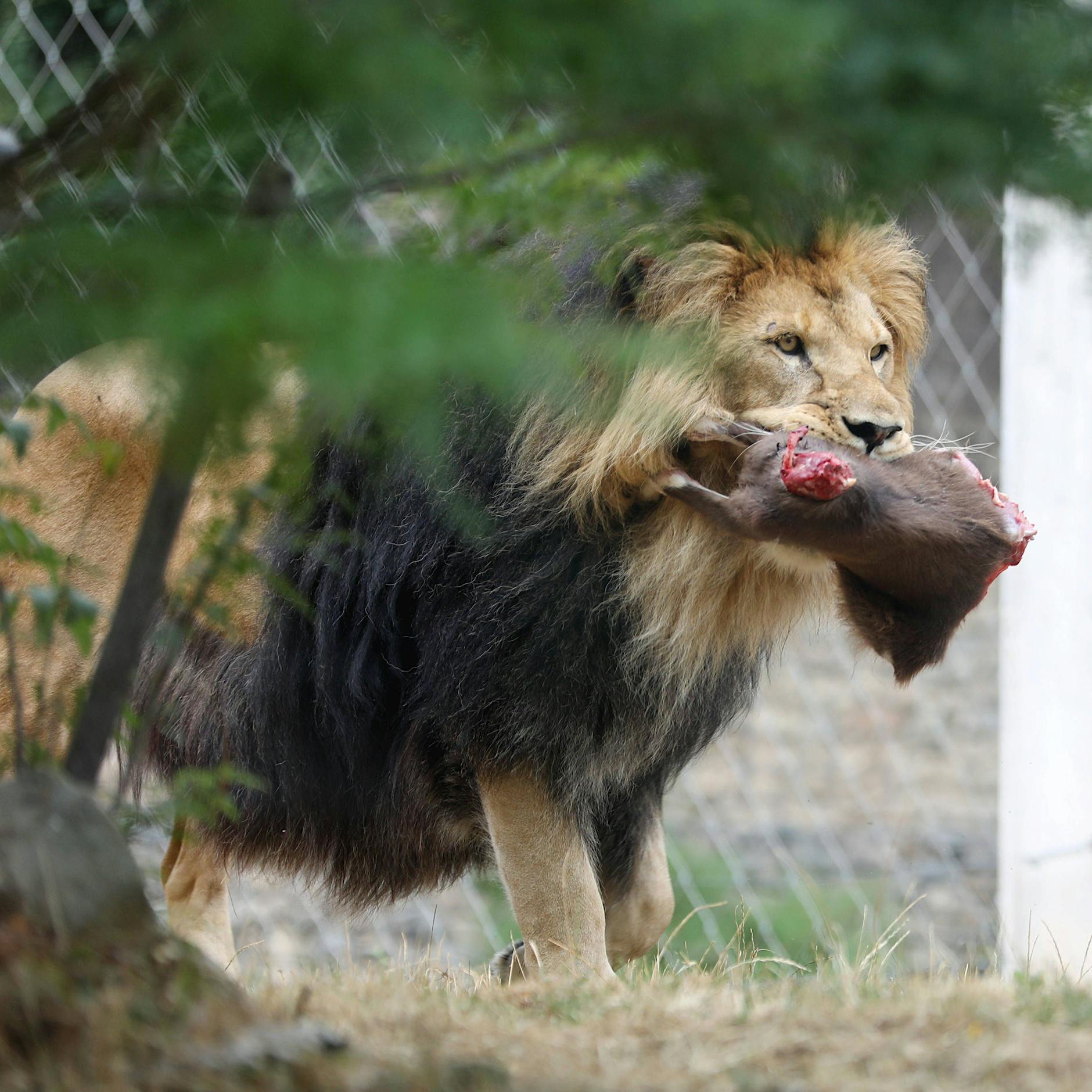 Wegen Privathaltung von Raubtieren: Strengere Regeln in Brandenburg gefordert