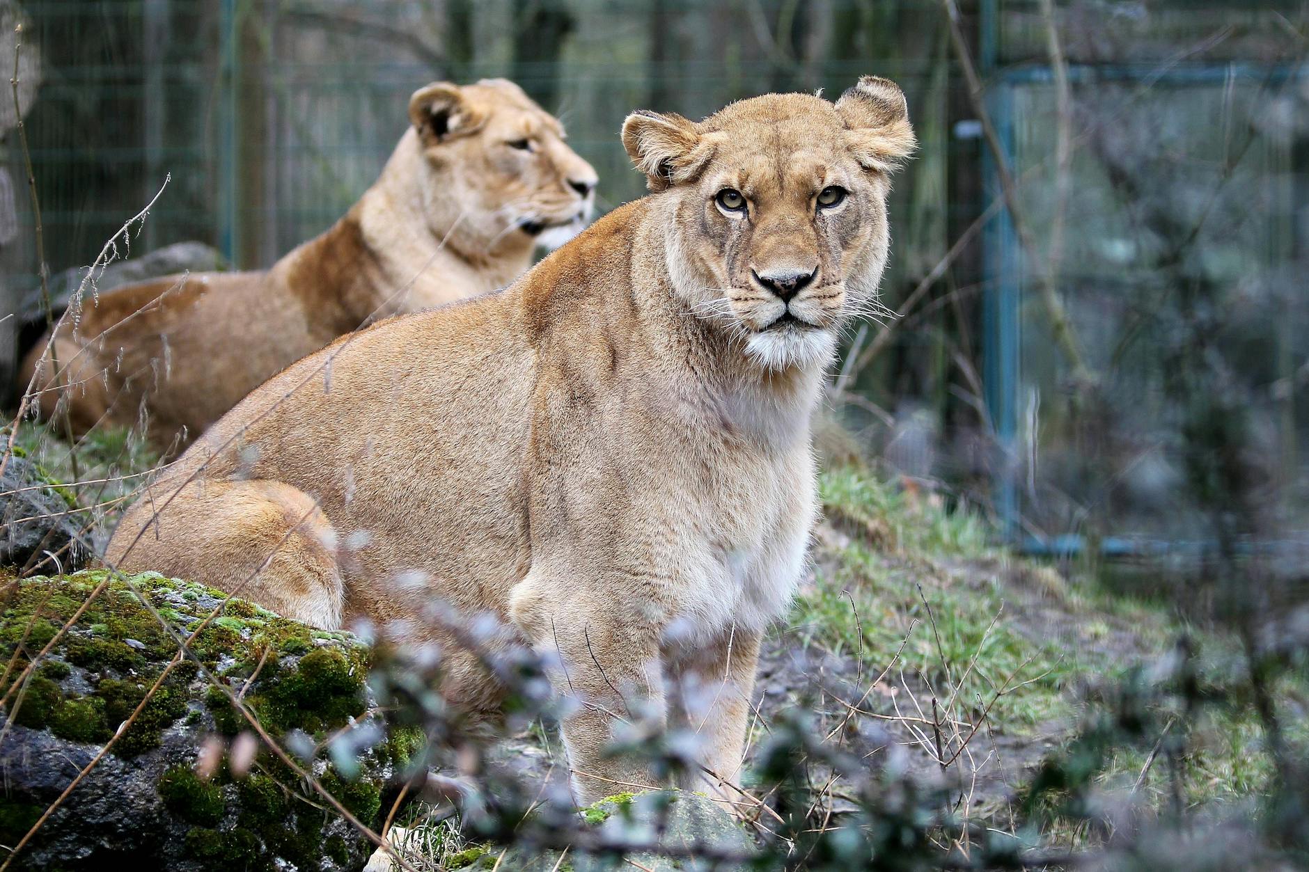 Hier haben sie Platz und sind sicher untergebracht: Löwen hält auch der Zoo in Eberswalde.
