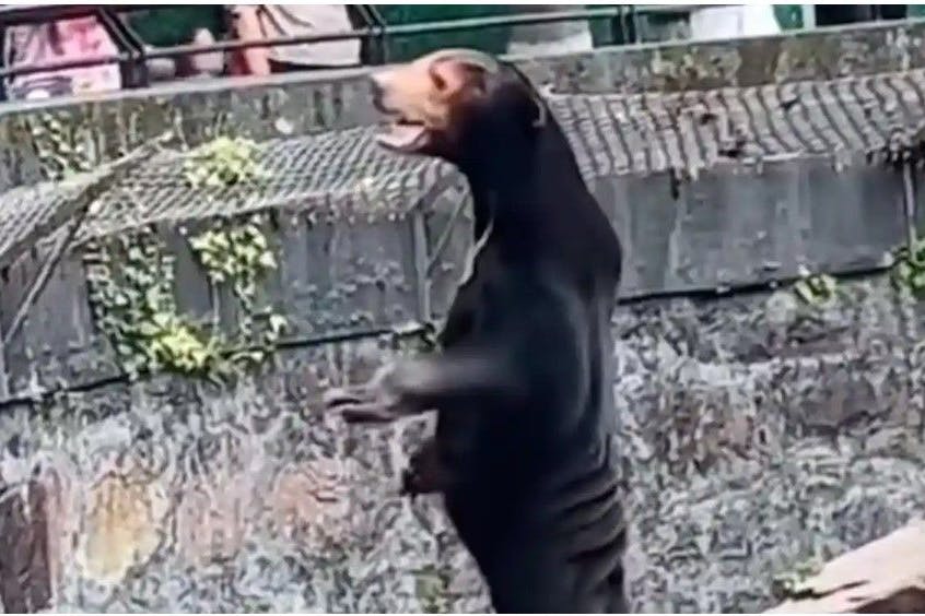Malaienbär im Zoo von Hangzhou: Besucher glauben, er sei eigentlich ein Mensch im Kostüm.