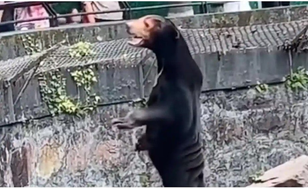 Zoo in China: Ist dieser Bär nur ein Mensch im Kostüm? (Video)