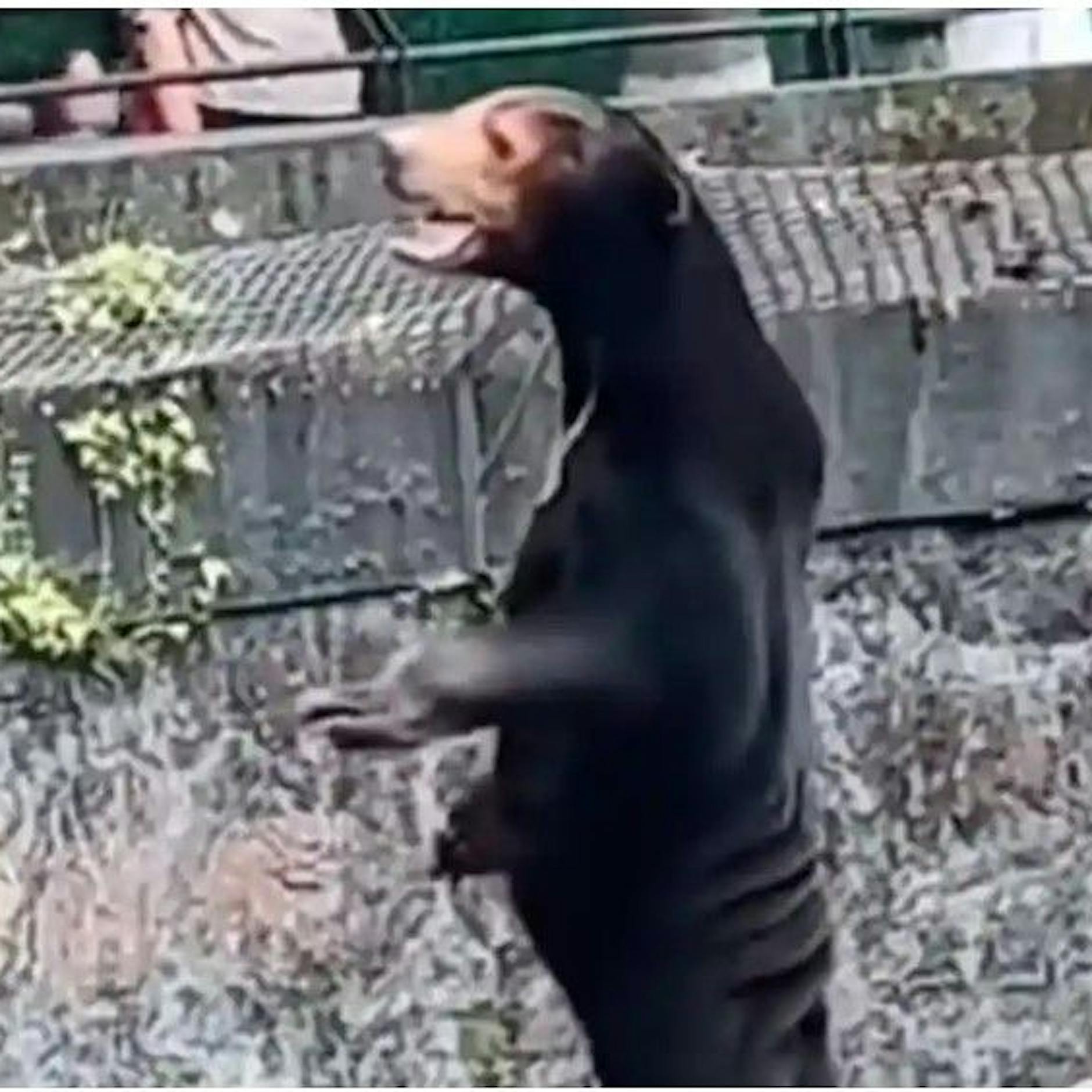 Zoo in China: Ist dieser Bär nur ein Mensch im Kostüm? (Video)