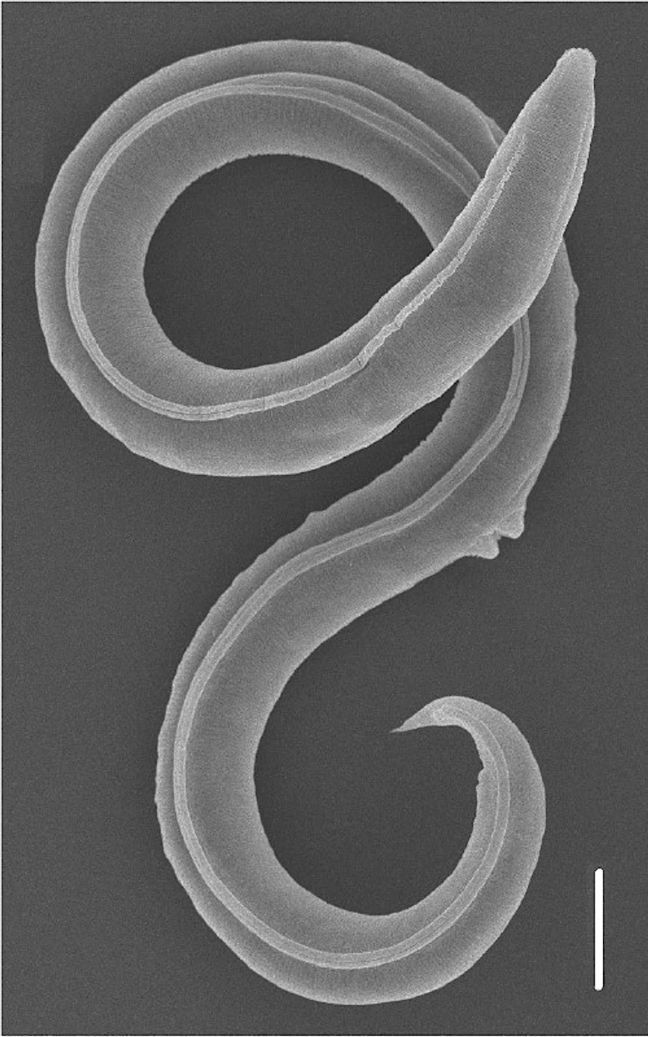 HANDOUT - Ein Fadenwurm (Panagrolaimus kolymaensis) auf einem Rasterelektronenbild.  nstitute of Physicochemical and Biological Problems in Soil Science RAS/dpa