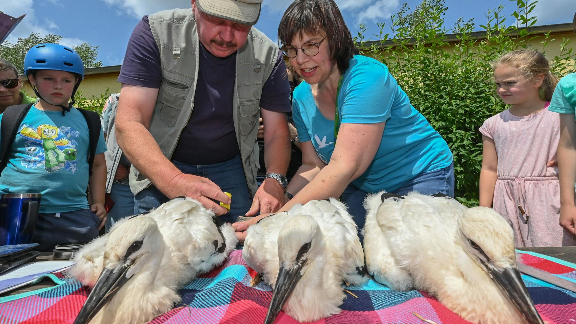 Sabine Lehmann, Weißstorchenbeauftragte aus Herzberg, und Holger Teichert, Regionalbetreuer Südbrandenburg, beringen drei junge Störche auf dem Gelände der Astrid-Lindgren-Grundschule.
