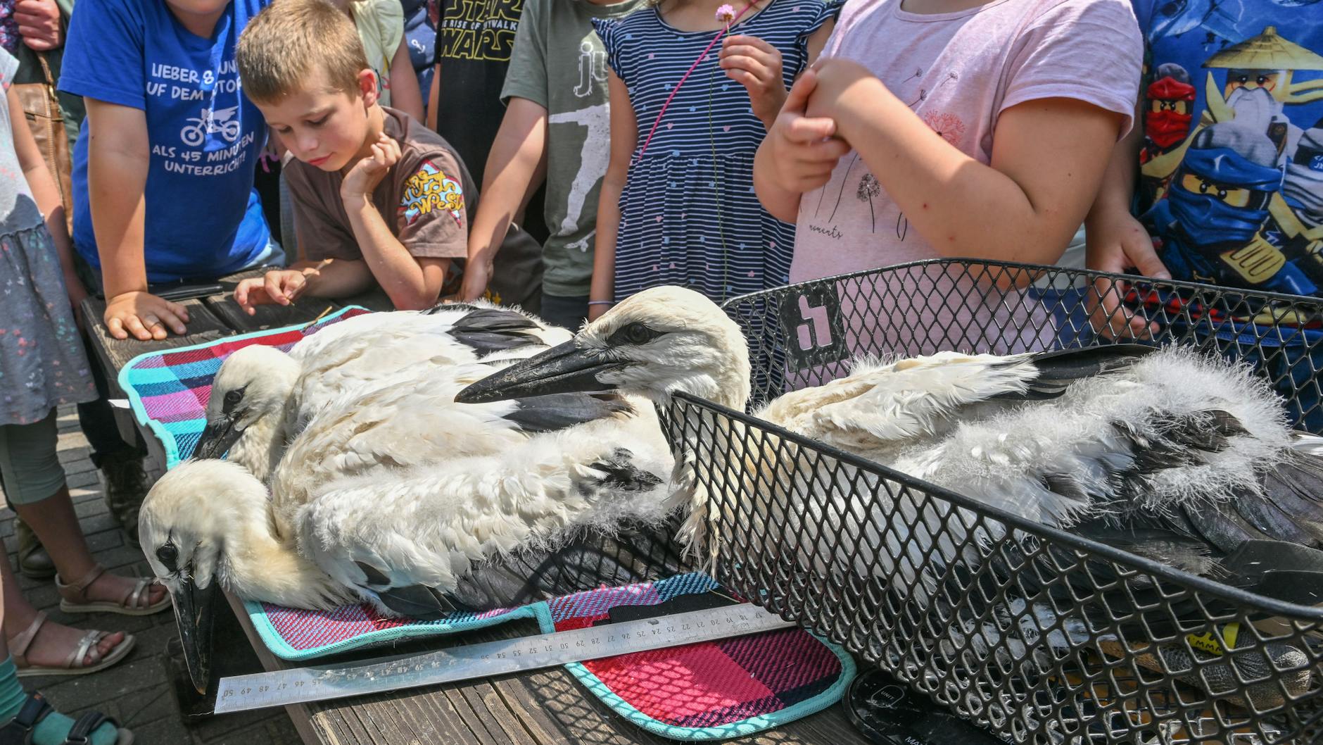 Drei junge Störche werden auf dem Gelände der Astrid-Lindgren-Grundschule vermessen, gewogen und bekommen zur Wiedererkennung je zwei Ringe. Die Schüler der Grundschule sind ganz nah dabei.
