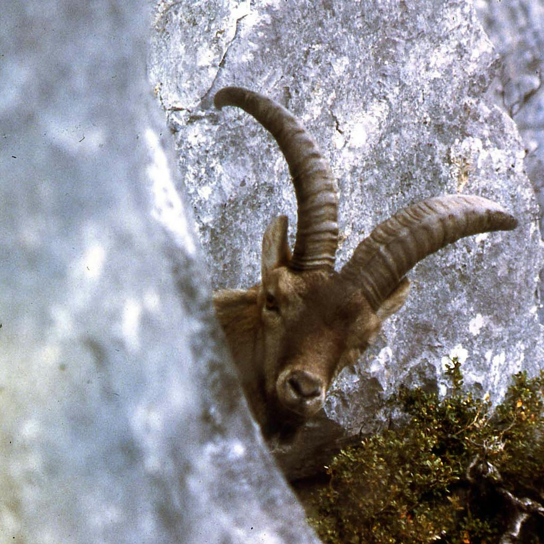 Klonen ausgestorbener Tiere: Gentechnik für den Artenschutz