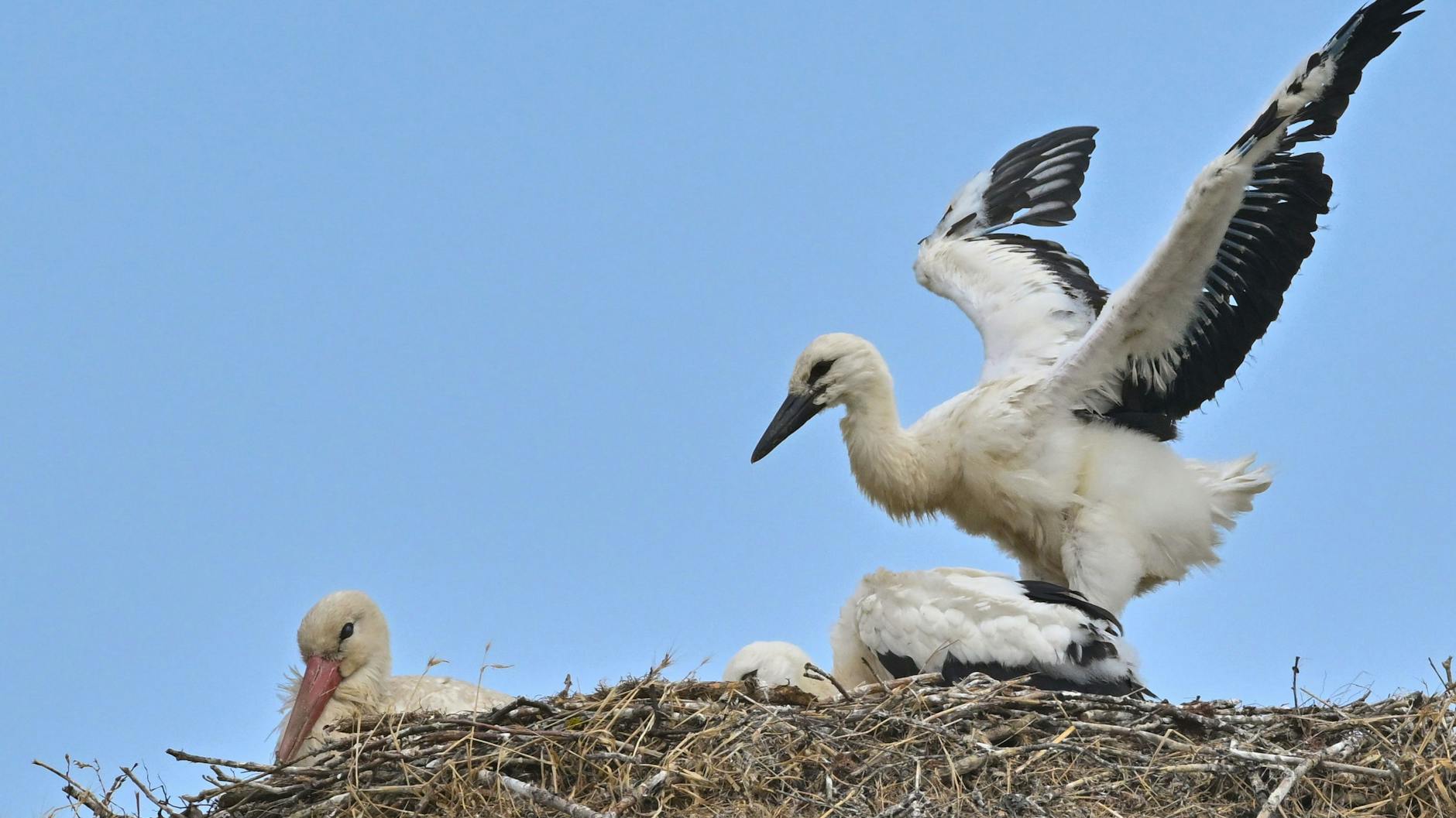 Ein junger Storch steht im Nest und breitet wieder seine Flügel aus.