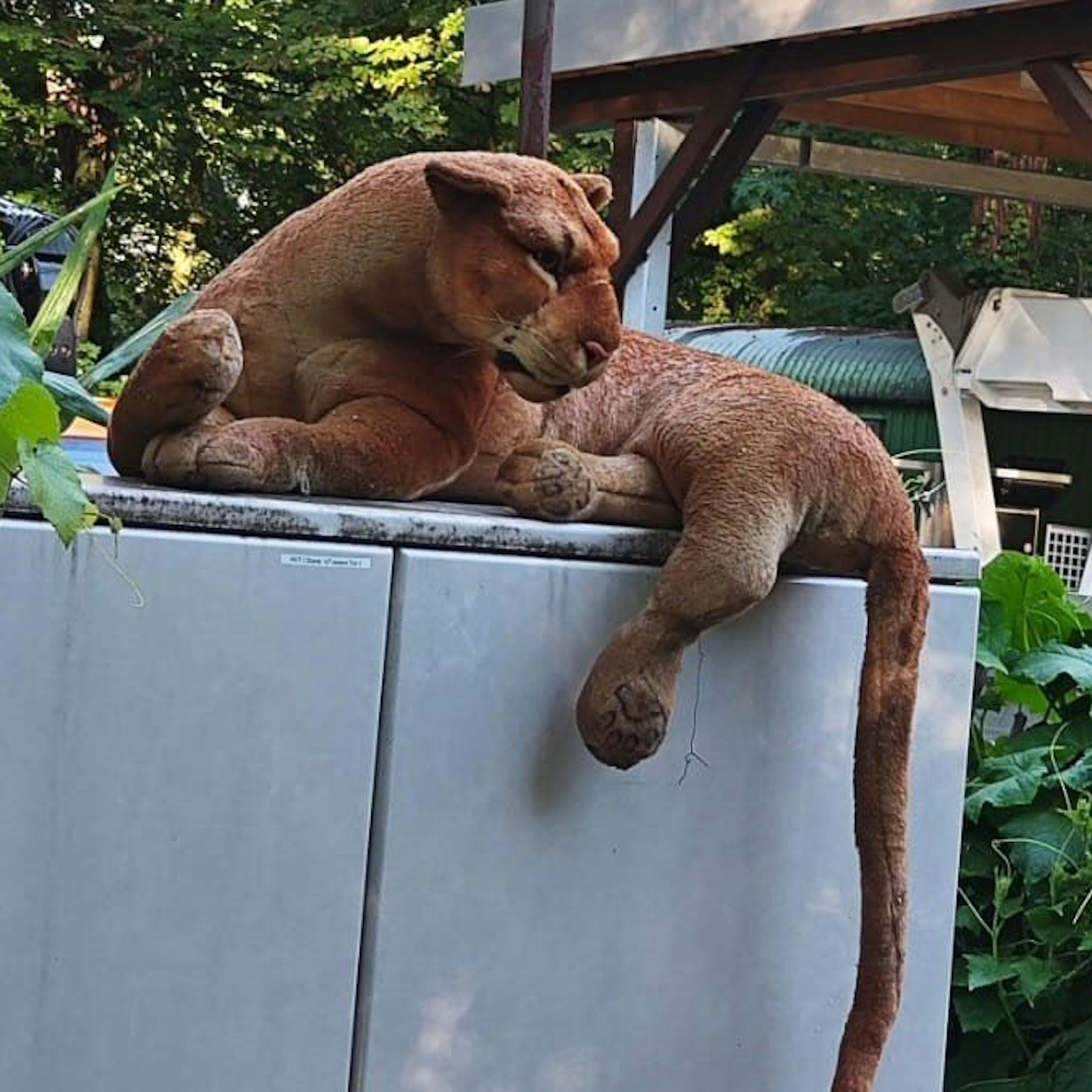 Berliner Polizei jagt Löwin von Dahlem