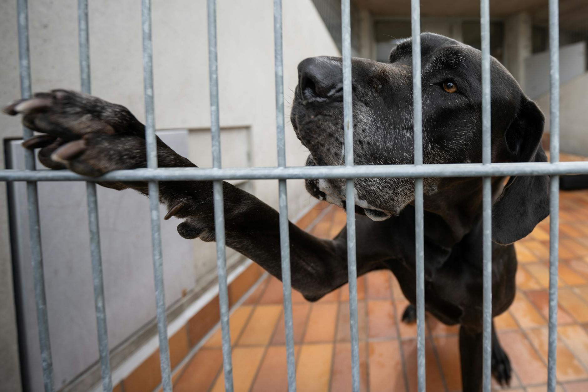 Die Dogge Giorgio ist seit 2018 im Tierheim Berlin. Durch sein aggressives Verhalten ist der Hund schwer an einen neuen Besitzer zu vermitteln. 