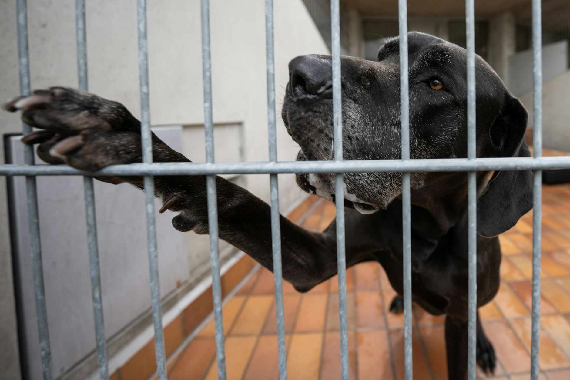 Die Dogge Giorgio ist seit 2018 im Tierheim Berlin. Durch sein aggressives Verhalten ist der Hund schwer an einen neuen Besitzer zu vermitteln.&nbsp;