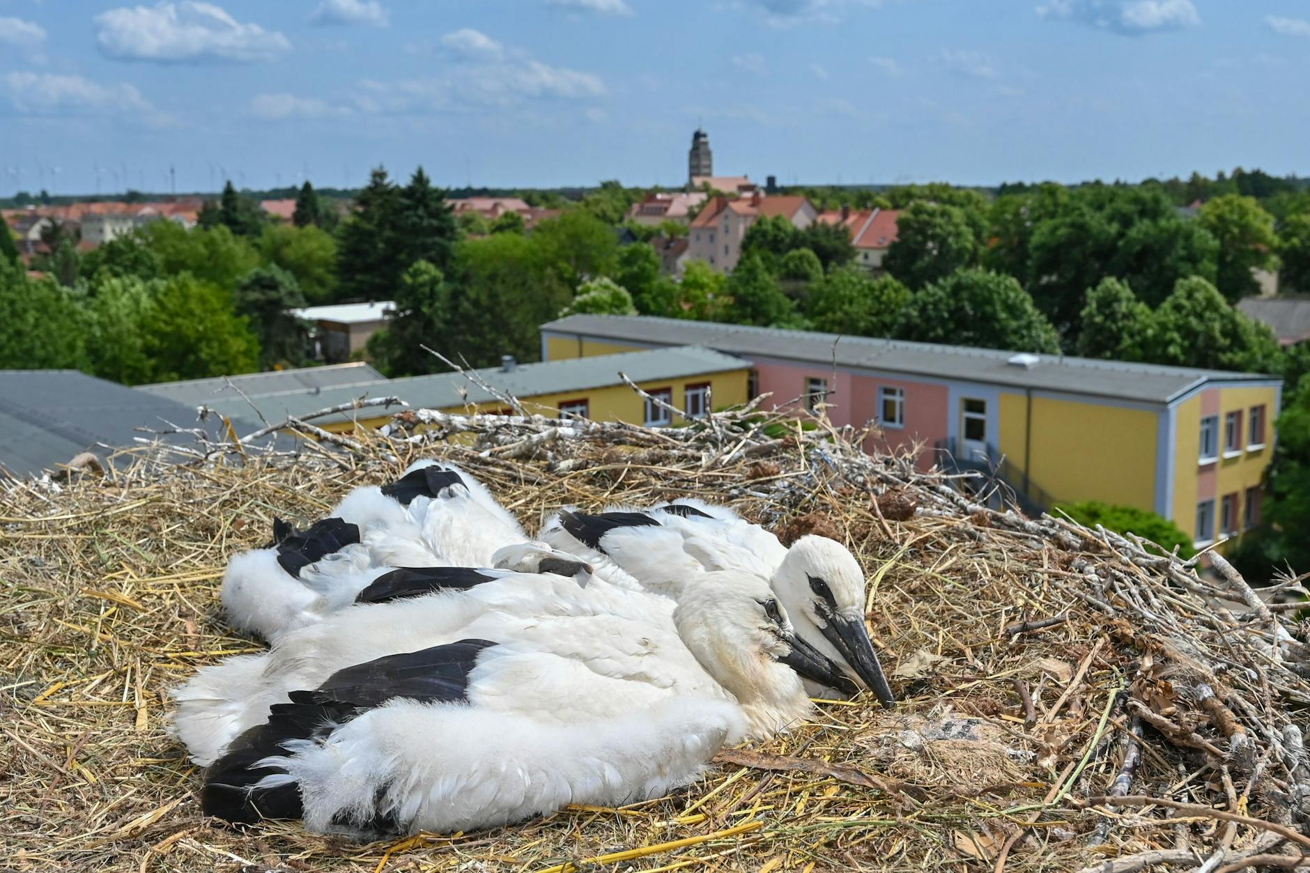 Junge Störche liegen in ihrem Nest auf dem Gelände der Astrid-Lindgren-Grundschule.