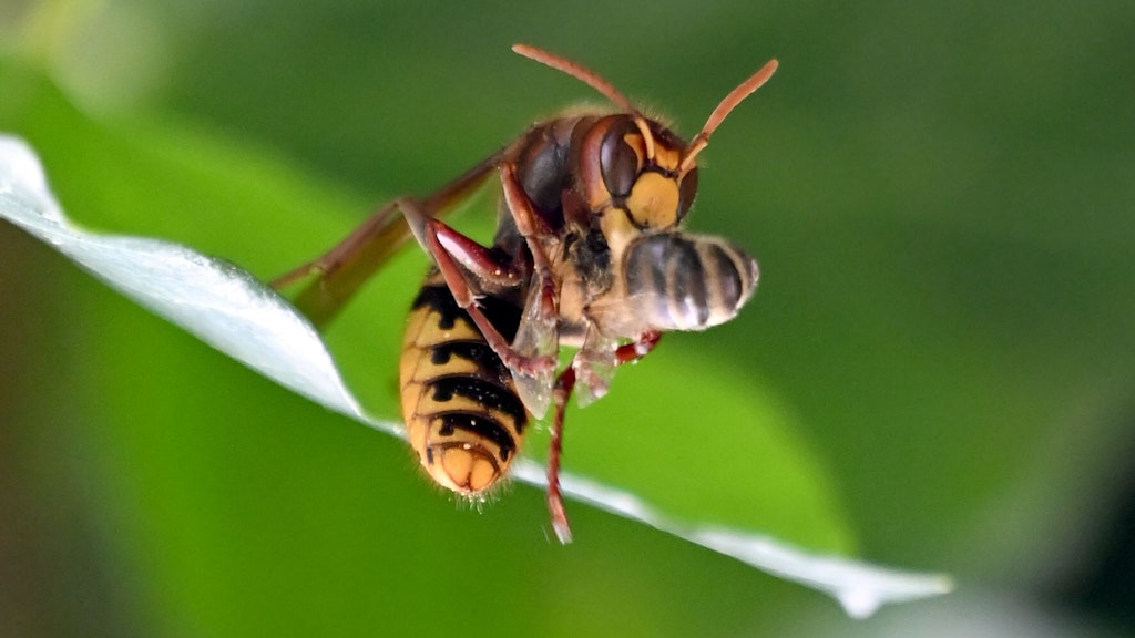 Hornissen gegen Wespen