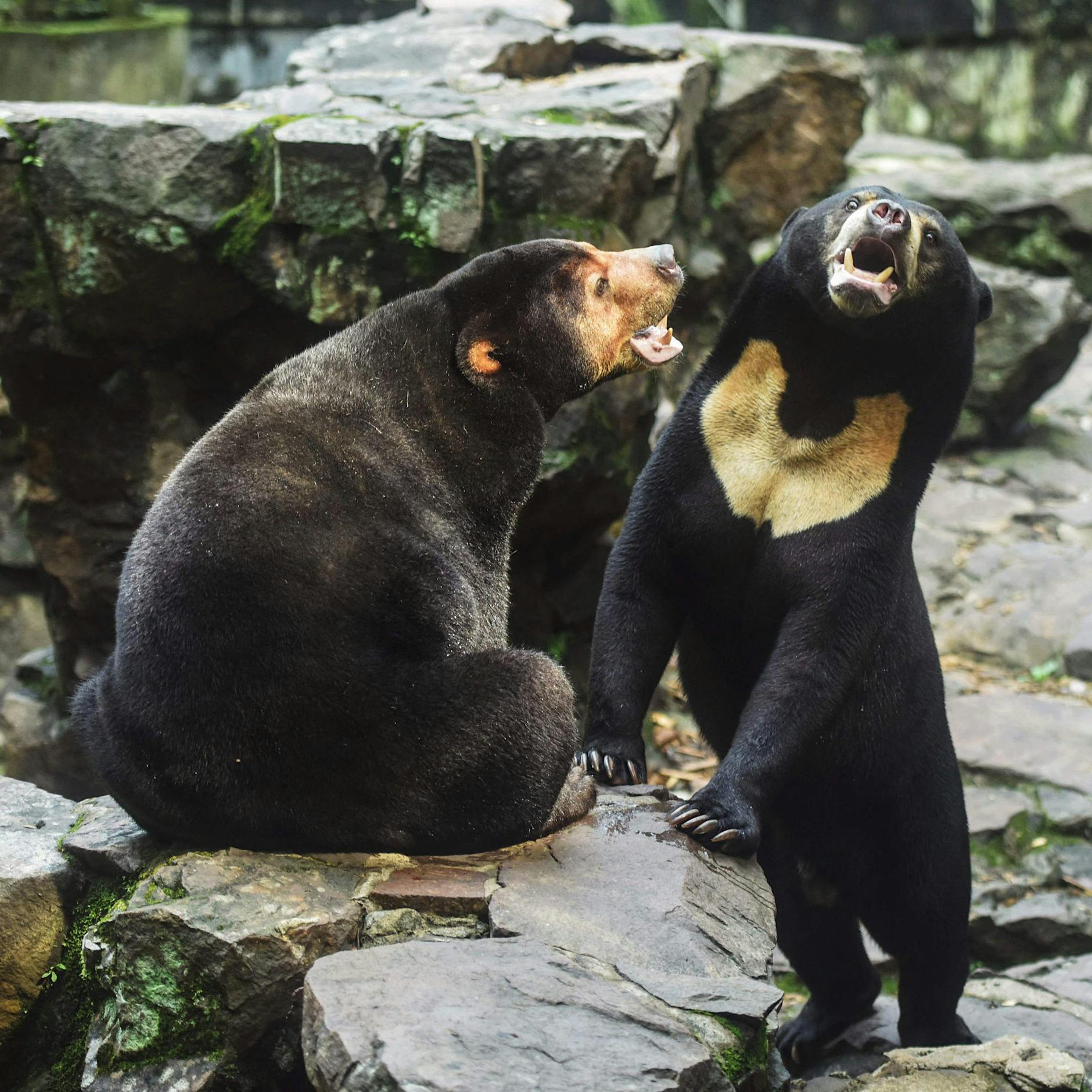 China-Zoo stellt klar: Dieser Bär ist kein Mensch im Bärenkostüm!