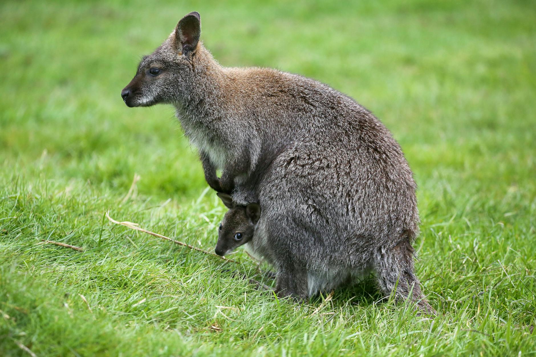 Ein Wallaby sitzt mit Baby im Beutel auf einer Wiese.