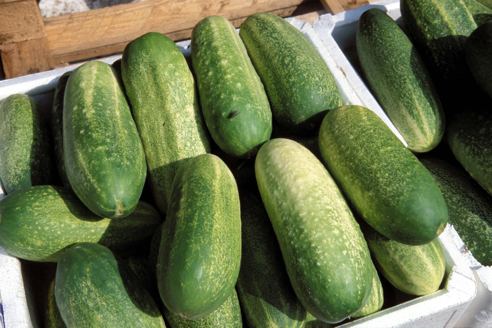 Gurken haben in diesen Wochen Hochsaison. Für gefüllte Schmorgurken eignen sich besonders dickfleischige Gurken. 