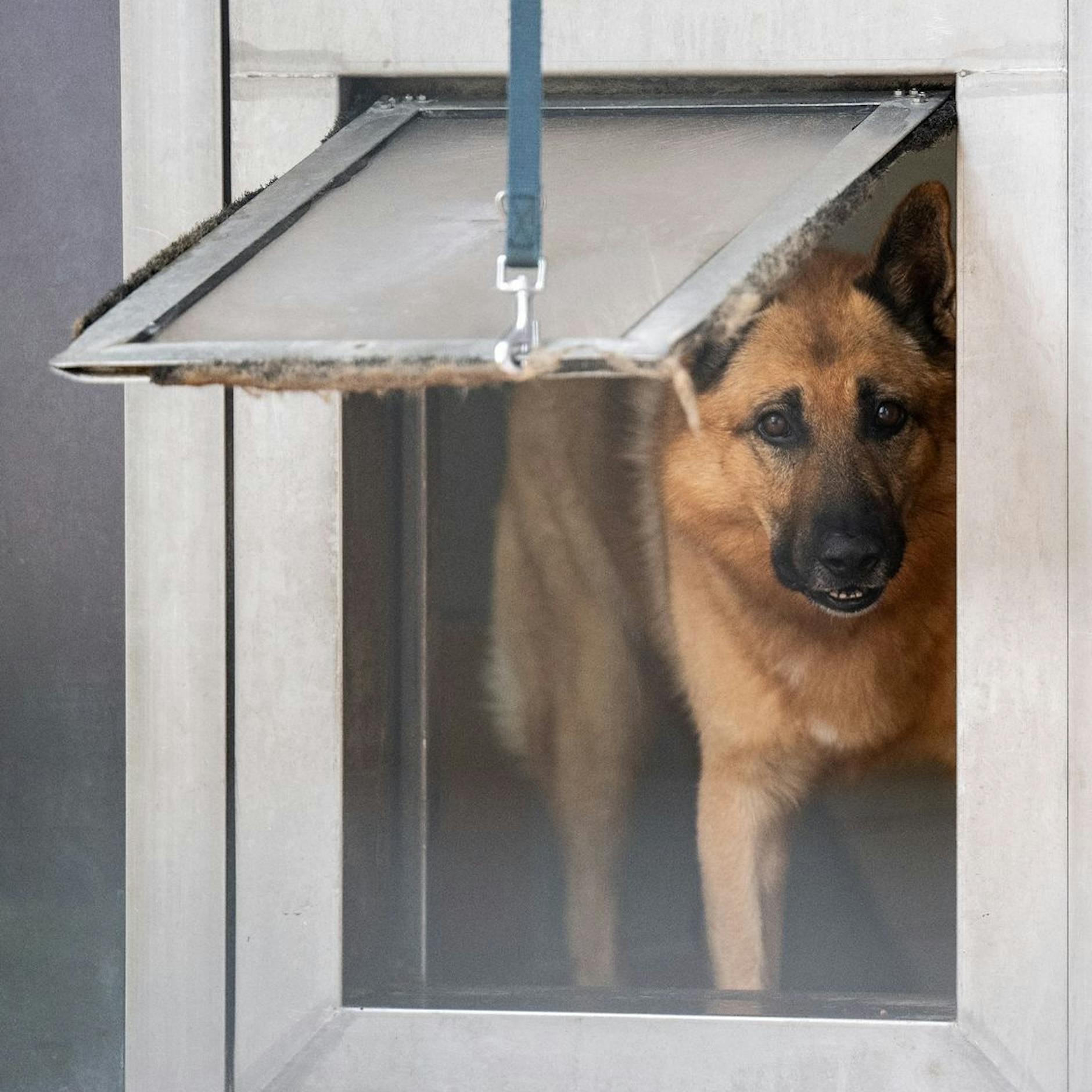 Schämt euch! Hunderte Hunde ausgesetzt – weil Ferien sind