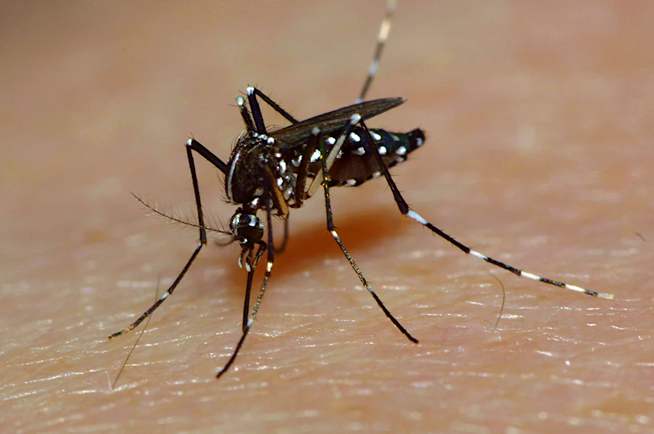 Die Tigermücke überträgt tropische Krankheiten wie Dengue- oder Zika-Fieber.&nbsp;