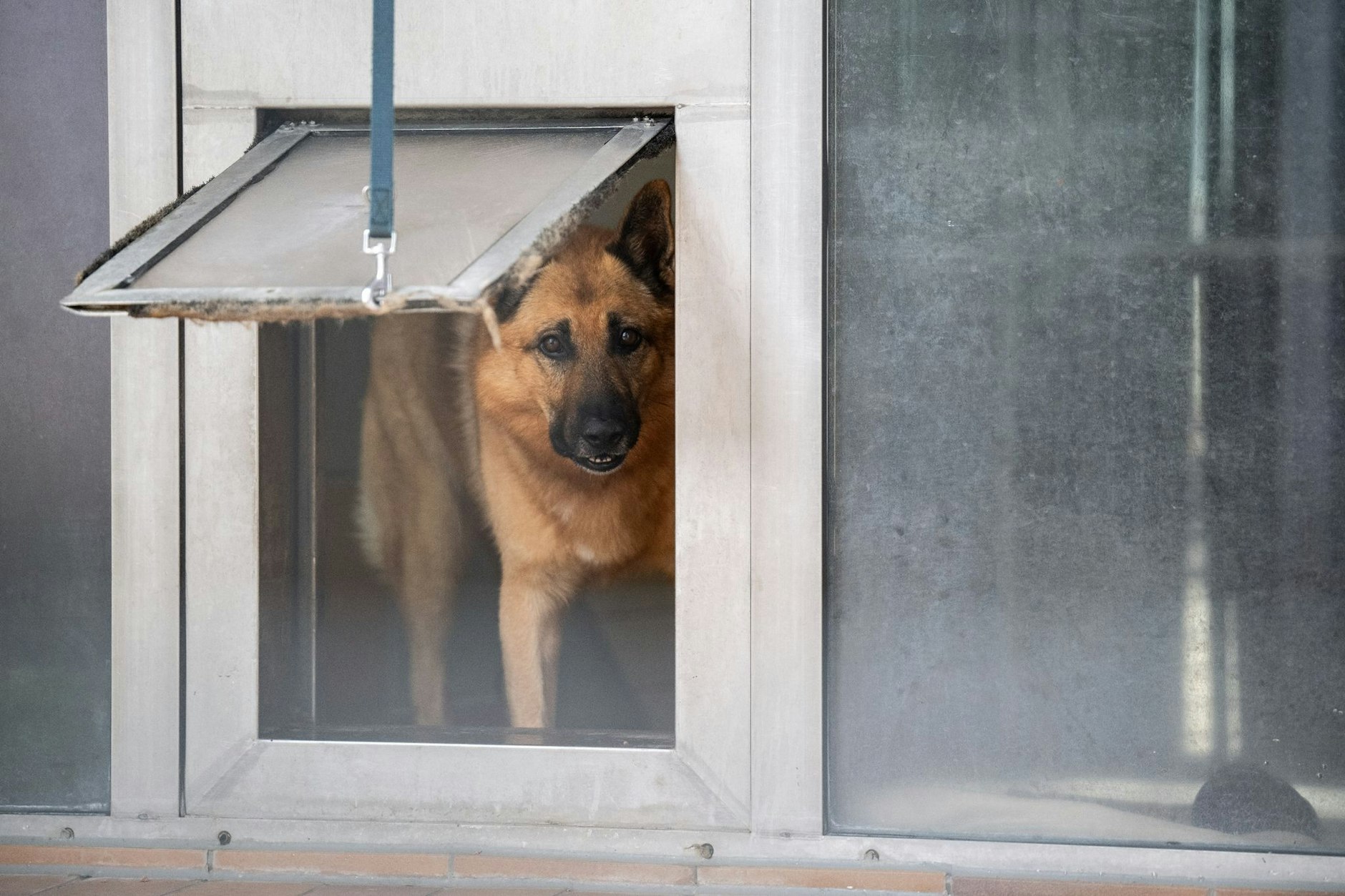 Ein Hund schaut durch eine Luke in seinem Zwinger in einem Tierheim.