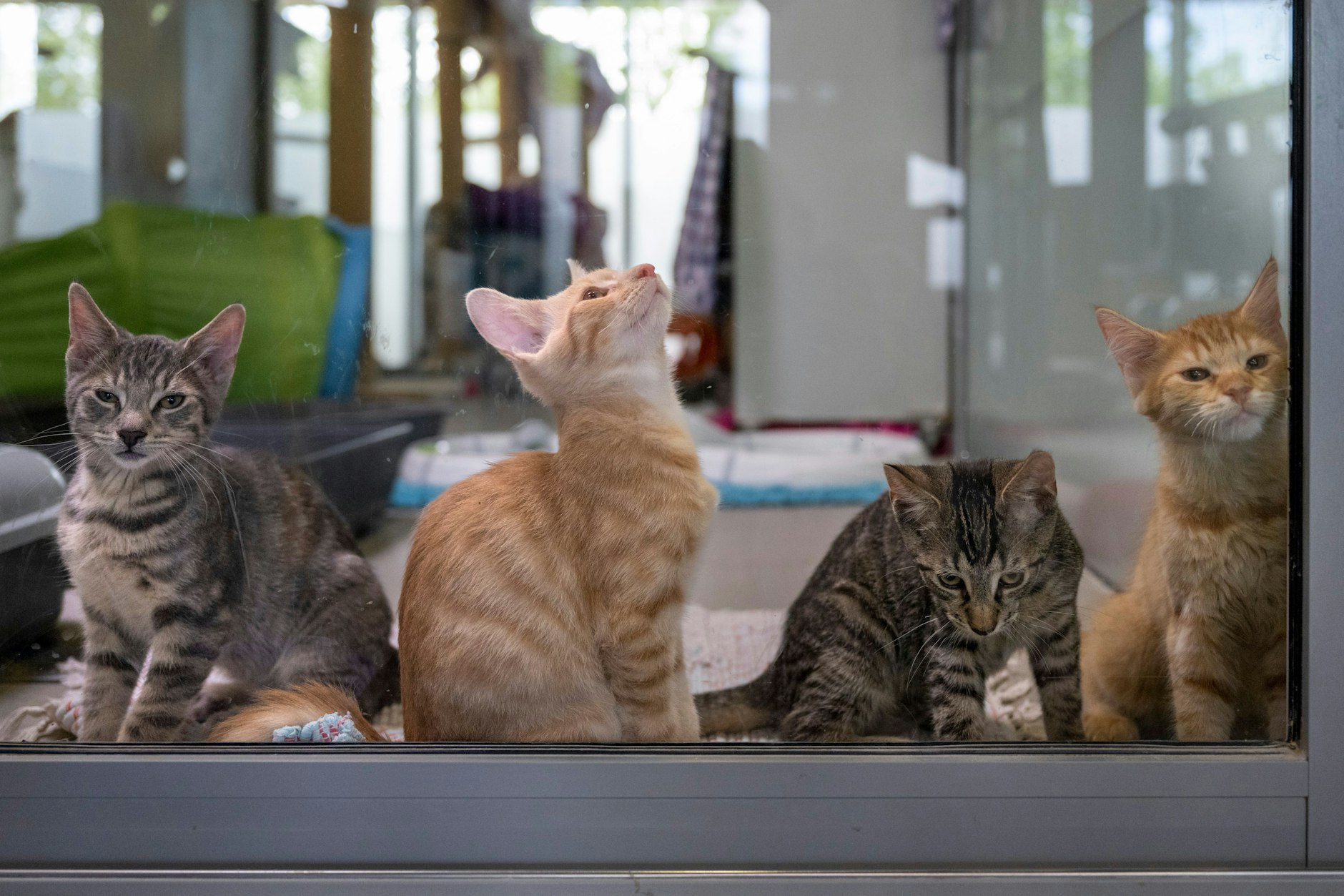 Vier junge Katzen sitzen im Mutter- und Kinderkatzenhaus im Berliner Tierheim, das wegen Überfüllung an die Belastungsgrenze gerät.