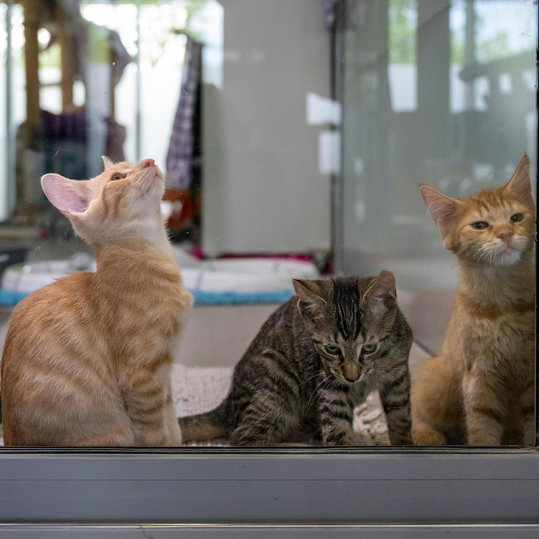 Berliner Tierheim: „Wir sind an der Grenze der Belastbarkeit“