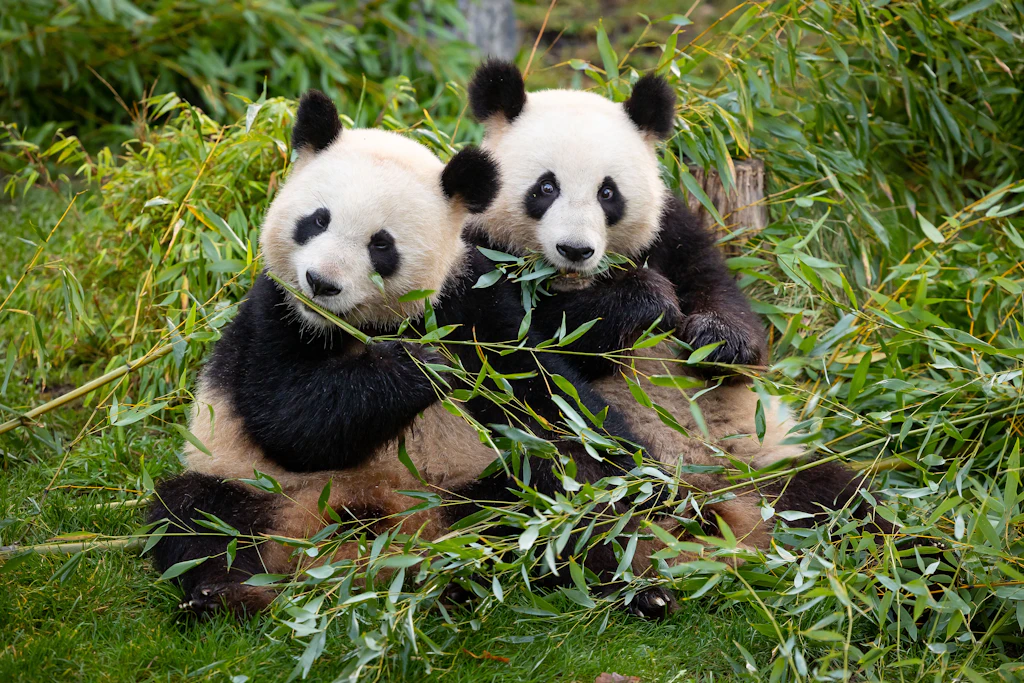 Was machen eigentlich die Berliner Panda-Stars Pit und Paule?
