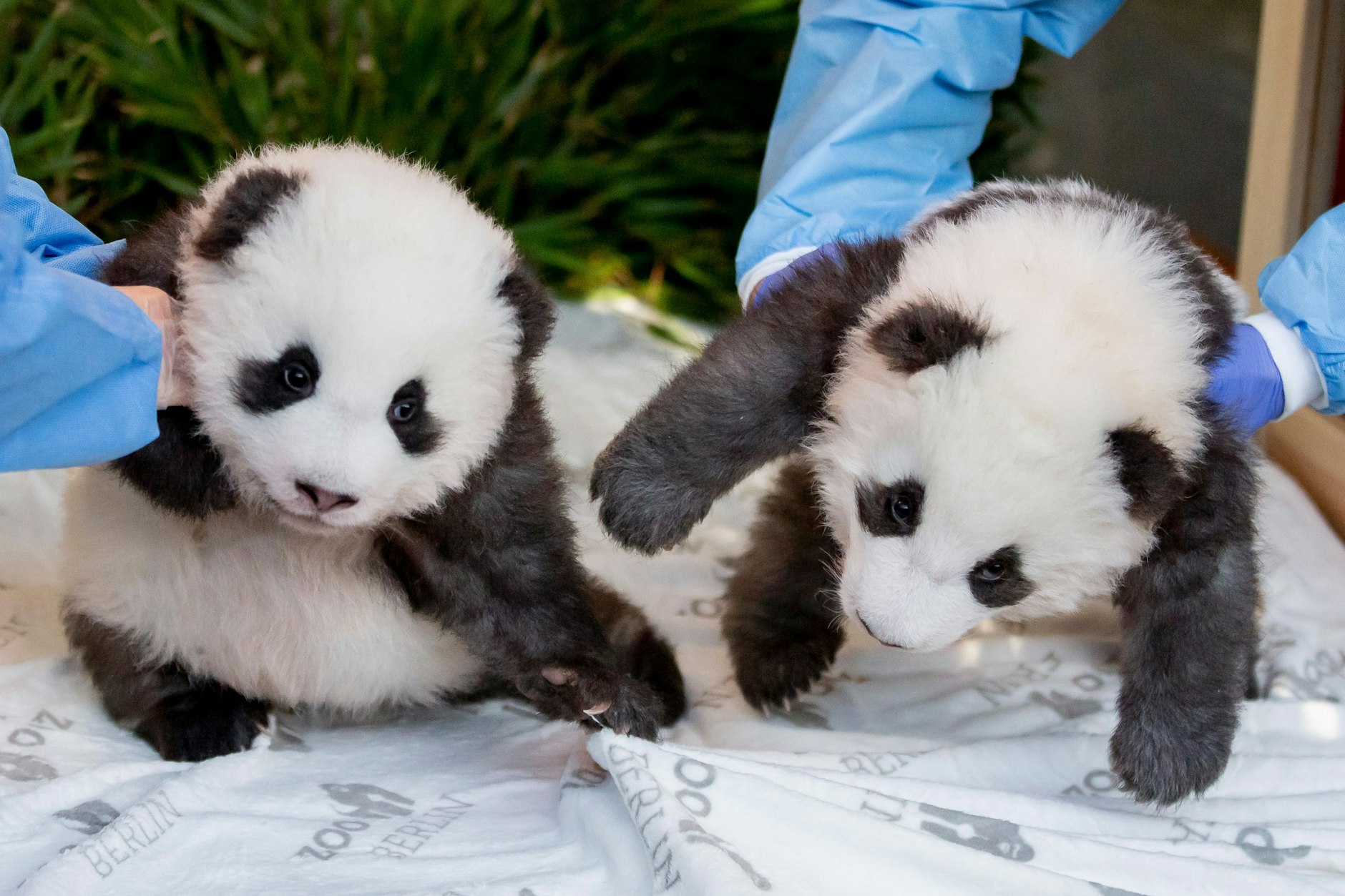 Im Jahr 2019 waren Pit und Paule noch süße Mini-Pandas. 