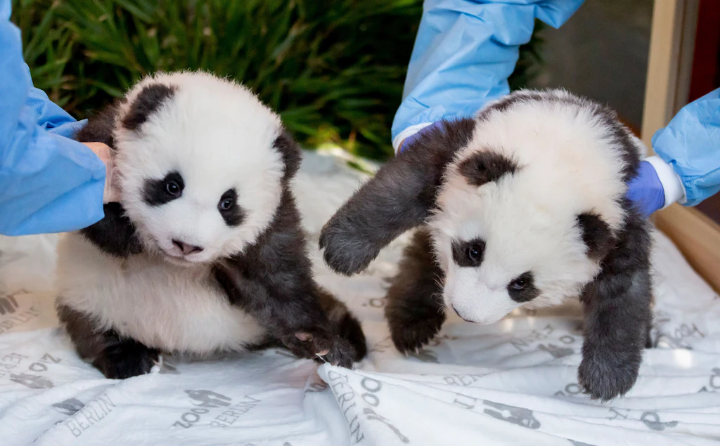 Schock für Fans des Zoo: Pandas Pit und Paule verlassen Berlin!