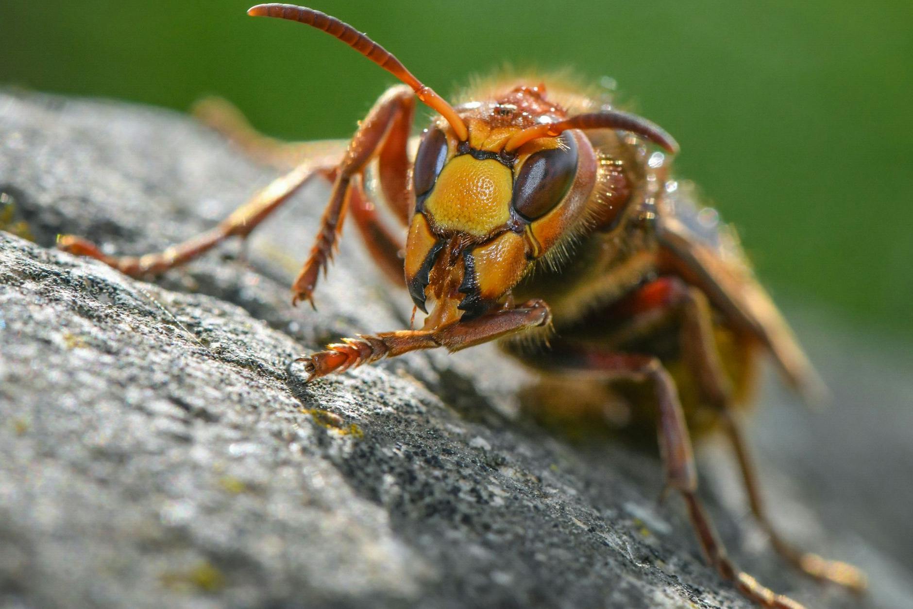 Eine Hornisse sitzt auf einem Stein in einem Brandenburger Garten. Wenn sich ein Volk unterm Dach ansiedelt, gibt es viele Fragen. 